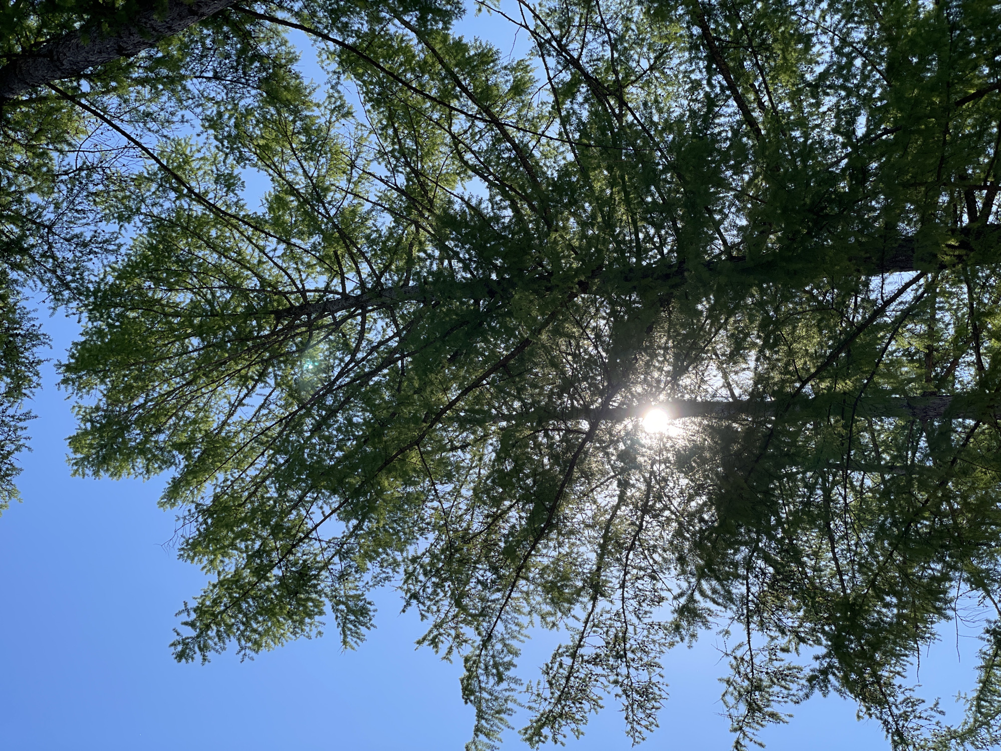 The image presents an upward view through the canopy of a tree against a clear, vibrant blue sky. The primary subjects are the numerous branches and needle-like green leaves of a conifer, likely a larch, which fill much of the frame from various angles. The sun is a prominent feature, appearing as a brilliant, star-shaped burst of light in the upper right quadrant, shining directly through the dense foliage.
The activity captured is the visual experience of looking up into the tree canopy on a bright day. Sunlight filters through the leaves, creating a mosaic of light and shadow; some leaves are brightly illuminated, showcasing their green hue, while others appear darker in silhouette. The time of day is clearly daytime, characterized by a high sun and brilliant illumination. The weather is sunny and clear, with no clouds visible in the deep blue sky. There are no people or man-made objects visible, nor is there any discernible text within the image. The scene conveys a sense of peaceful nature. The location context provided is Zheleznogorsk, Russia.