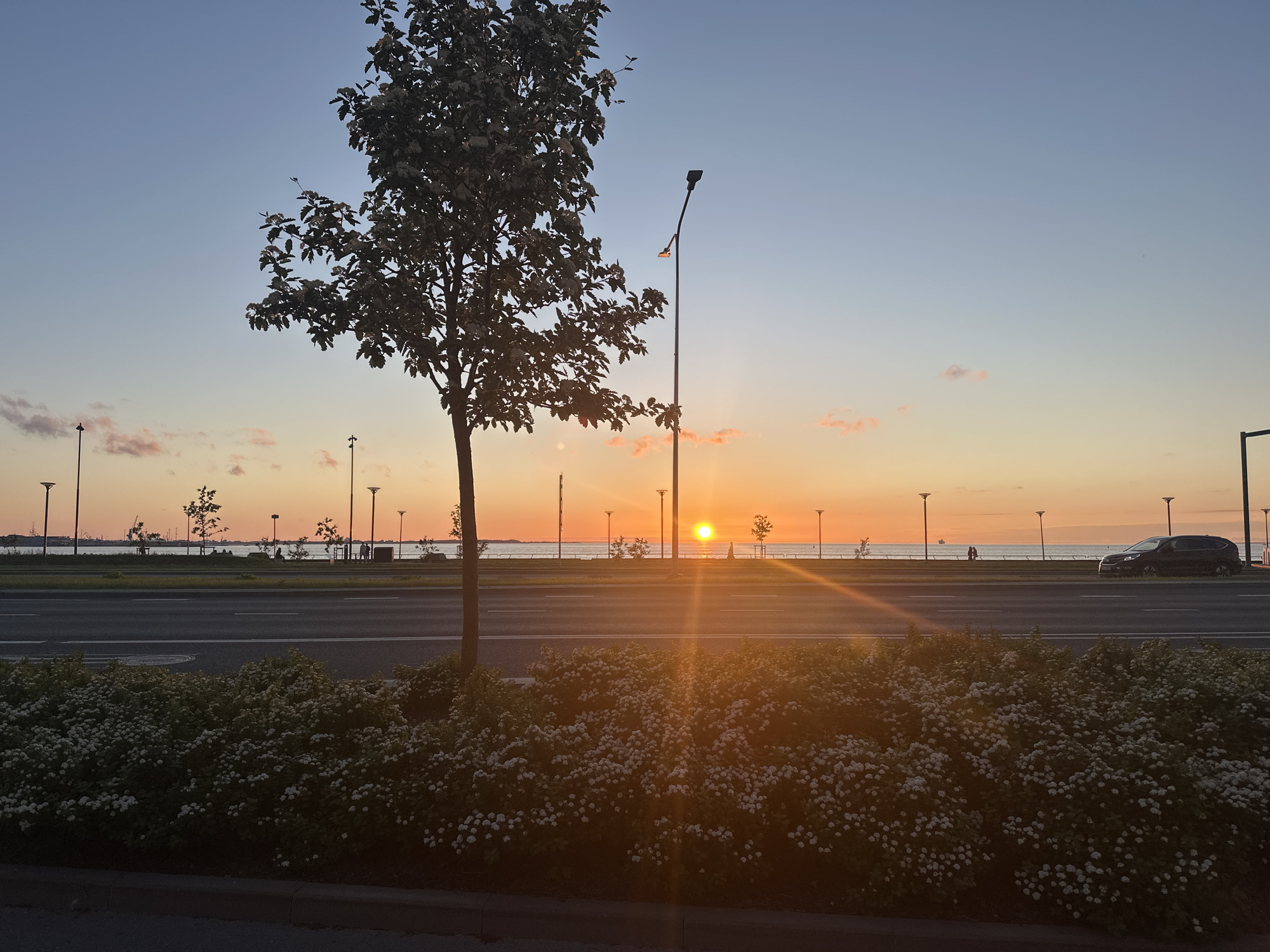 The image depicts a sunset over a body of water, observed from a roadside perspective in Tallinn, Estonia, likely along Pirita tee facing west towards the city's port and bay. In the immediate foreground, a dense, low-lying bush with numerous small white flowers extends along a dark curb, partially illuminated by the setting sun's golden light. Behind this, a multi-lane asphalt road stretches horizontally across the frame, featuring white dashed and solid lines indicating lanes and a central divider. A young tree with light-colored leaves stands centrally on a median strip, partially silhouetted against the bright horizon. To its right, a solitary street lamp with an upward-curving arm is visible, its light fixture dark.
Beyond the road, a paved promenade runs parallel to the water's edge. Several indistinct human figures are visible walking or standing on this promenade, silhouetted against the bright horizon. Further into the background, the sun is positioned low on the horizon, emitting a strong golden glow and a prominent lens flare that extends diagonally across the lower half of the image. The sun's disk is a distinct, bright orange-yellow circle. The surface of the water reflects the sky's colors. A line of uniform street lamps is spaced along the promenade. In the far background, to the left, a distant landmass or industrial port area is visible, characterized by dark silhouettes of cranes and structures. To the right, a dark-colored car, possibly an SUV, is parked or moving slowly on the road or an adjacent shoulder, also silhouetted. The sky transitions from a light, pale blue at the top to vibrant orange, pink, and yellow hues near the horizon, with sparse, small pink clouds scattered at lower altitudes.