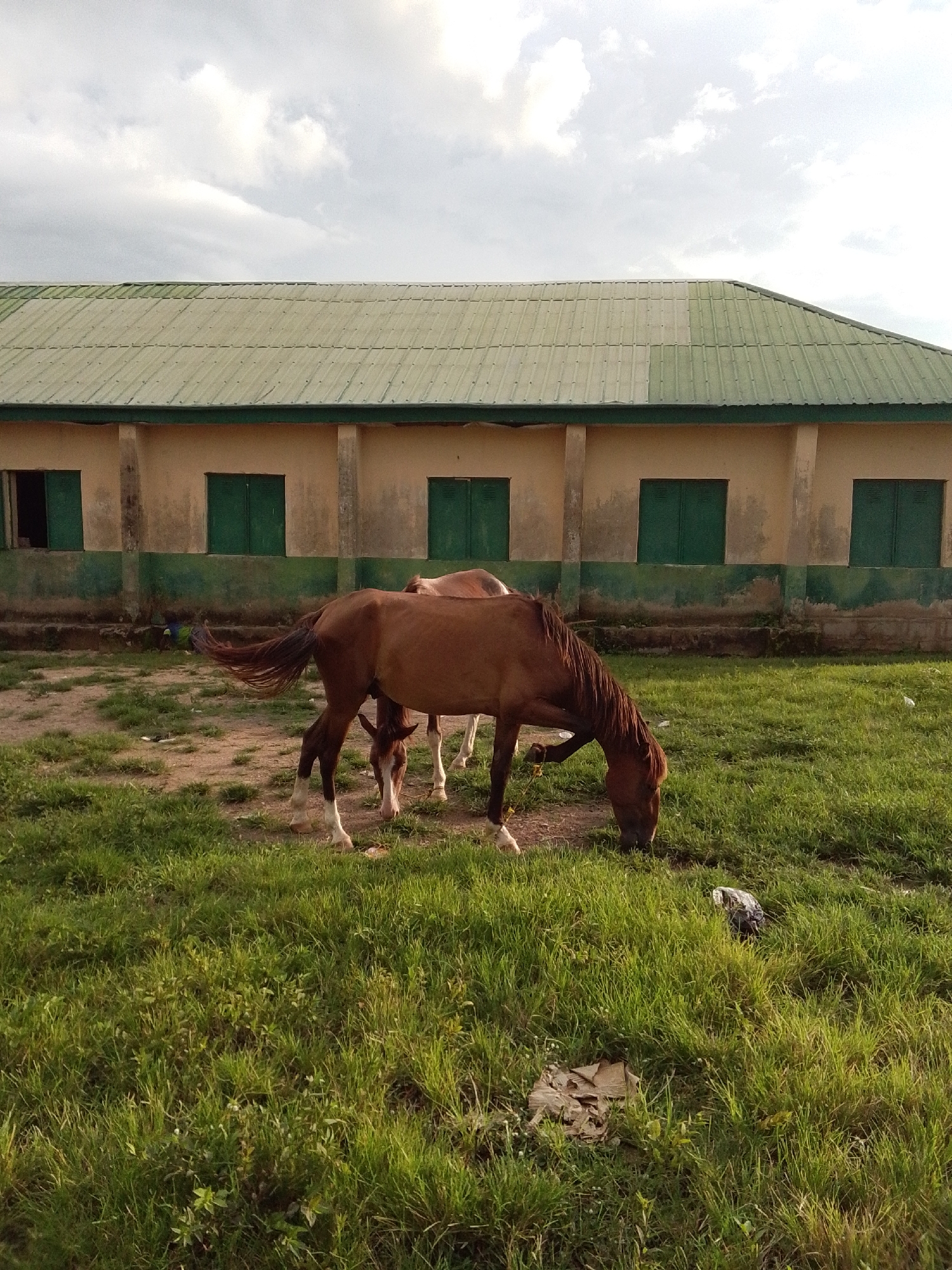 In Serti, Nigeria, a photograph captures a brown horse grazing in a grassy field, with a building in the background. The building has a green, corrugated metal roof and cream-colored walls. It features several closed green windows and a darker green band along the bottom of the walls. A patch of dry, brown ground is visible near the horse. The field is covered in lush green grass, with some scattered debris. The sky is cloudy with a mix of white and gray clouds. There are at least two horses visible, with one in the foreground actively grazing and its tail extended. The other horse is partially obscured behind it. The lighting suggests it is daytime, possibly late afternoon or early morning, given the soft light.