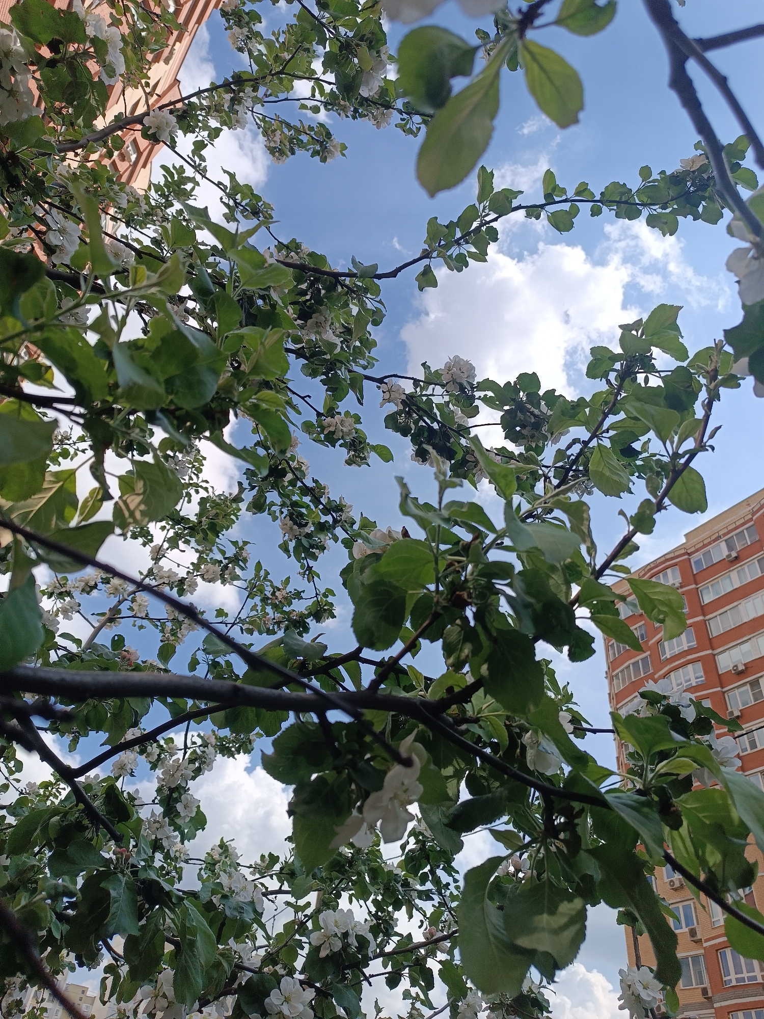 The image depicts a view looking upwards through the branches of a tree with white blossoms. The background consists of a blue sky with scattered white clouds. Parts of two buildings are visible on the left and right sides of the frame. The building on the right is made of red brick with multiple windows. The location is the city of Unknown, Unknown.