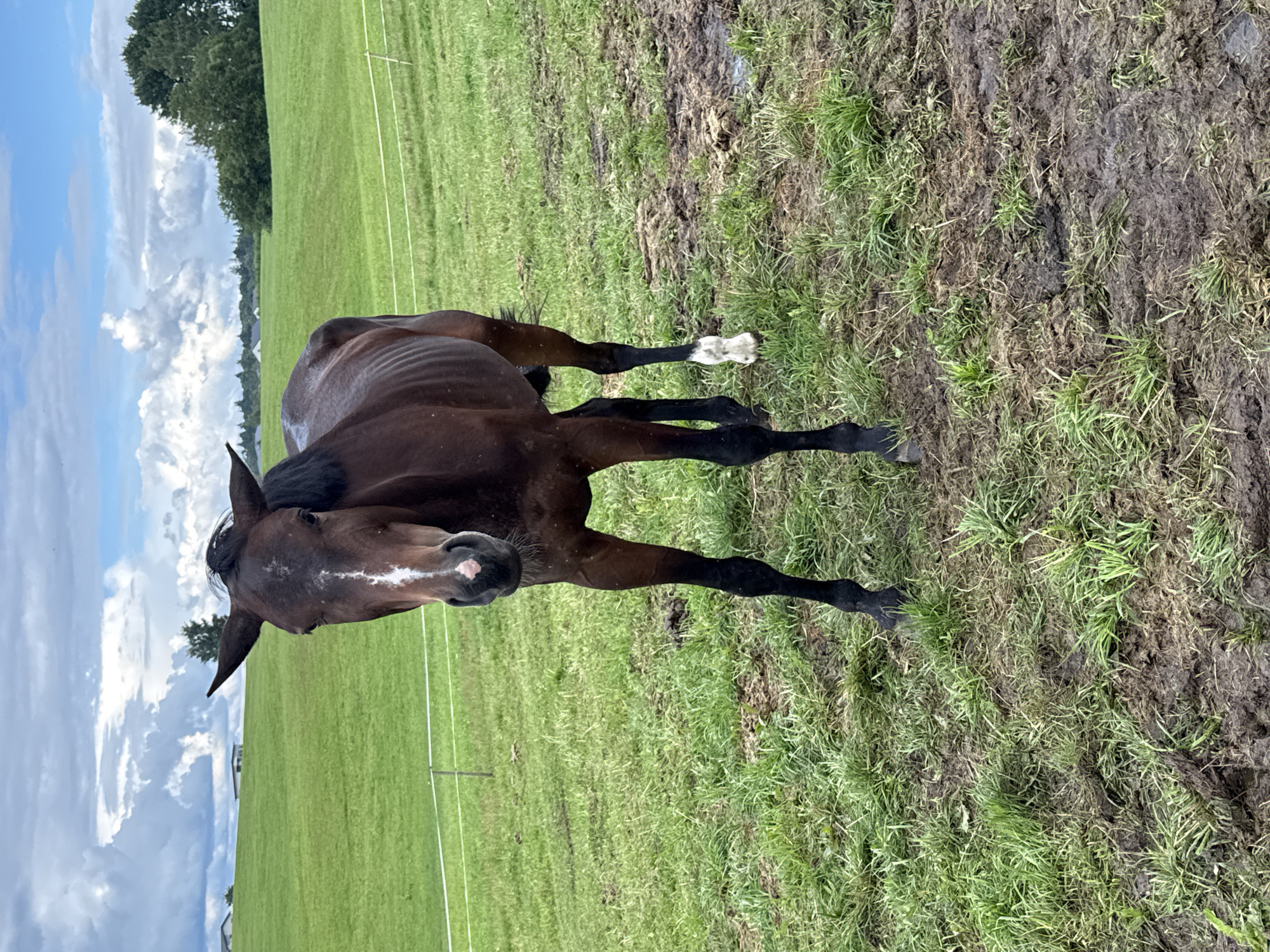A dark brown horse with a white blaze on its face stands in a muddy, grassy field under a cloudy sky. The horse is facing the camera, with its ears pointed forward and its head tilted slightly. Its mane is black and short, and its tail is not visible. The horse has black legs with a white sock on its right hind leg. The field is green with patches of mud and some scattered brown clumps that appear to be droppings. In the background, there is a gentle green hill with a white electric fence running across it. Further in the distance, there are some trees and buildings, suggesting a rural setting. The sky is filled with large, dramatic clouds, with patches of blue sky visible. The image is taken from a slightly low angle, with the horse being the central subject. The location is identified as Galinė, Lithuania.