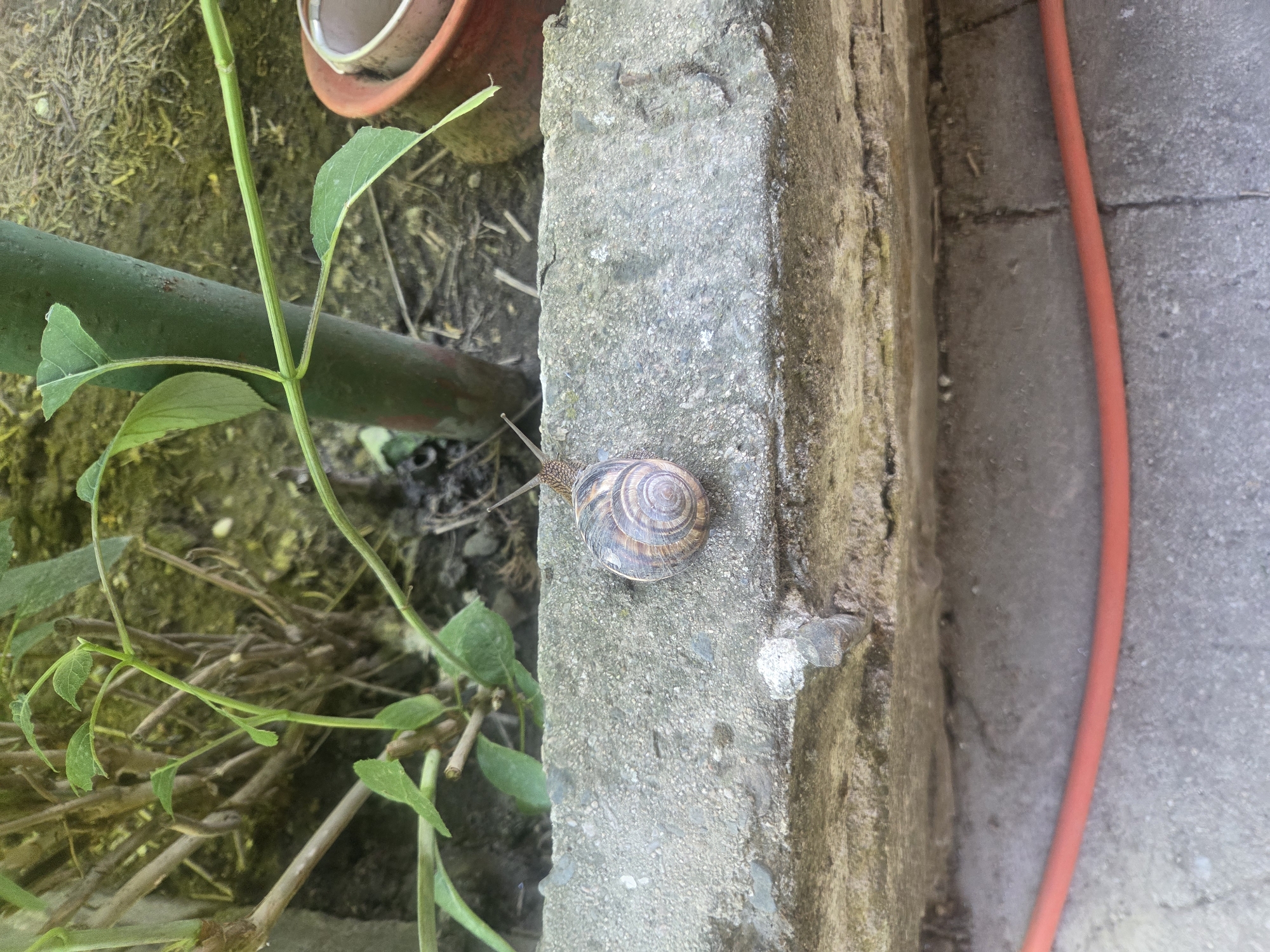 The image depicts a close-up, outdoor shot of a snail on a weathered, grey concrete ledge. The snail, with its brown and cream spiral shell, is positioned in the center of the frame, its antennae extended. Behind the snail, there are green plants with thin stems and leaves, a green pole, and the edge of a terracotta pot. The concrete ledge is rough and textured, with some areas appearing lighter and others darker, possibly from moss or dirt. The ground below the ledge is also visible, with a red hose lying across it. The scene appears to be in a garden or yard setting. The location is identified as Sadovo, Bulgaria.