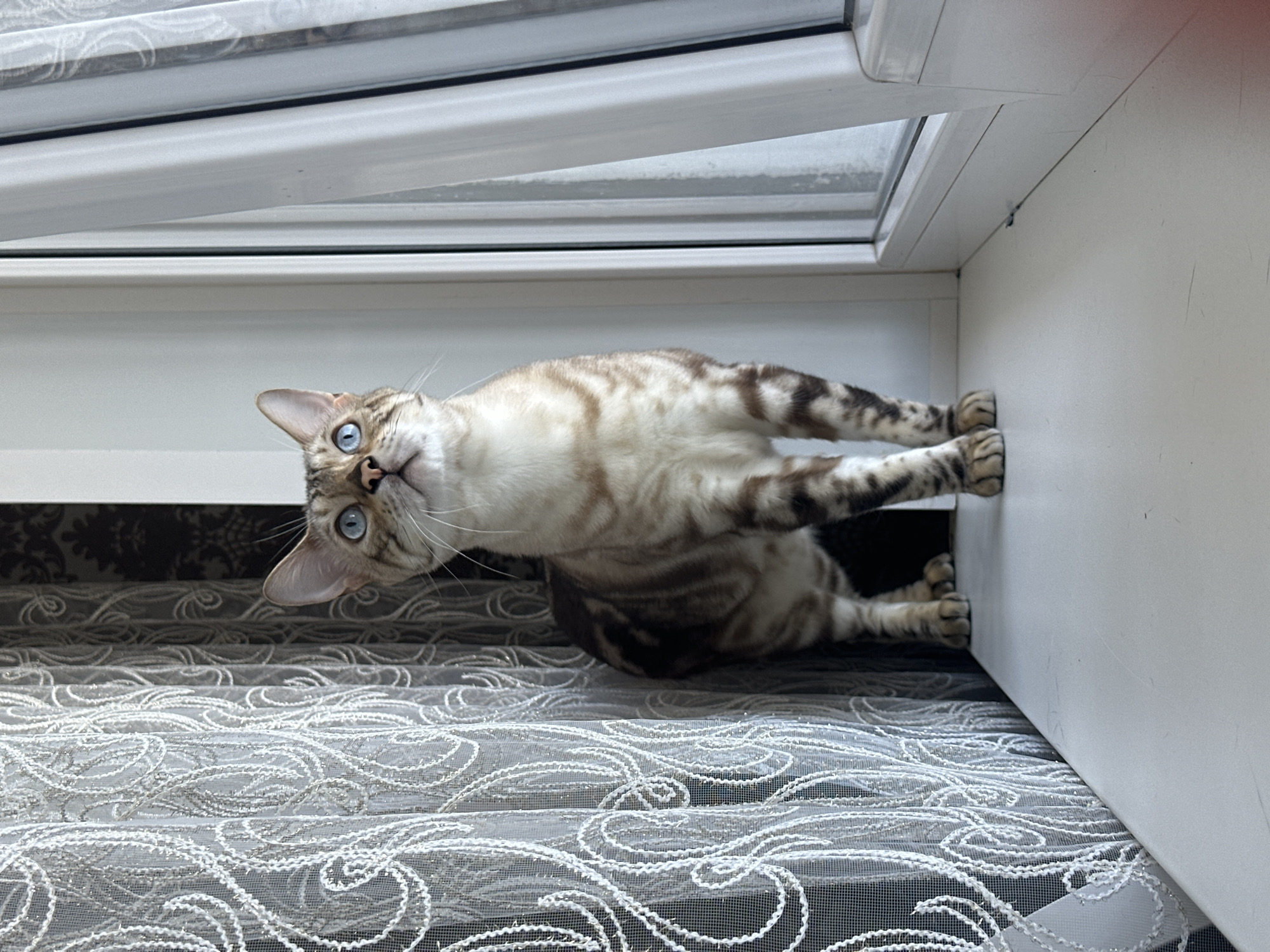 A Bengal cat with bright blue eyes stands on a white windowsill, looking upwards. The cat has a light brown coat with dark brown spots and stripes. To the left of the cat is a white lace curtain with a swirling pattern. To the right is a window with white framing and a sheer white curtain. The background behind the lace curtain appears to be a darker patterned wallpaper. The scene is indoors, likely in an apartment in the city of Energetik, Russia, given the context provided.
