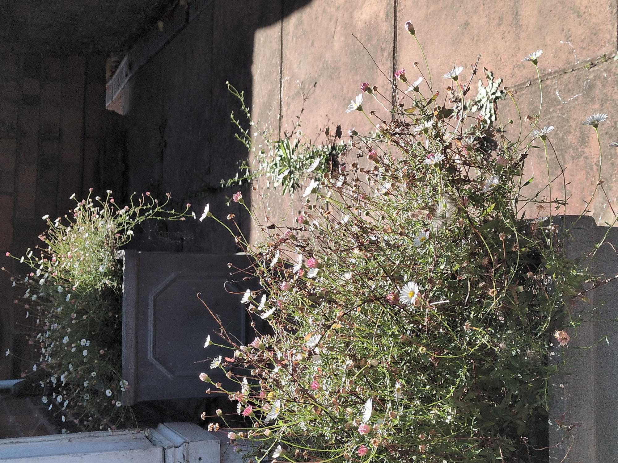 The image depicts an outdoor scene on a paved area, likely a patio or walkway, with several planters filled with daisy-like flowers. The planters are dark grey, with one prominently placed in the foreground containing a dense arrangement of white and pink wildflowers with green foliage. Another planter, partially visible in the background, is also filled with similar flowers. The paving stones are reddish-brown, with a shadow from an unseen structure cast across the ground on the right side of the image. The environment suggests a residential or commercial outdoor space. The image does not contain any people or visible actions. The location is identified as Telford, United Kingdom, though no specific landmarks or details confirm this in the image itself.