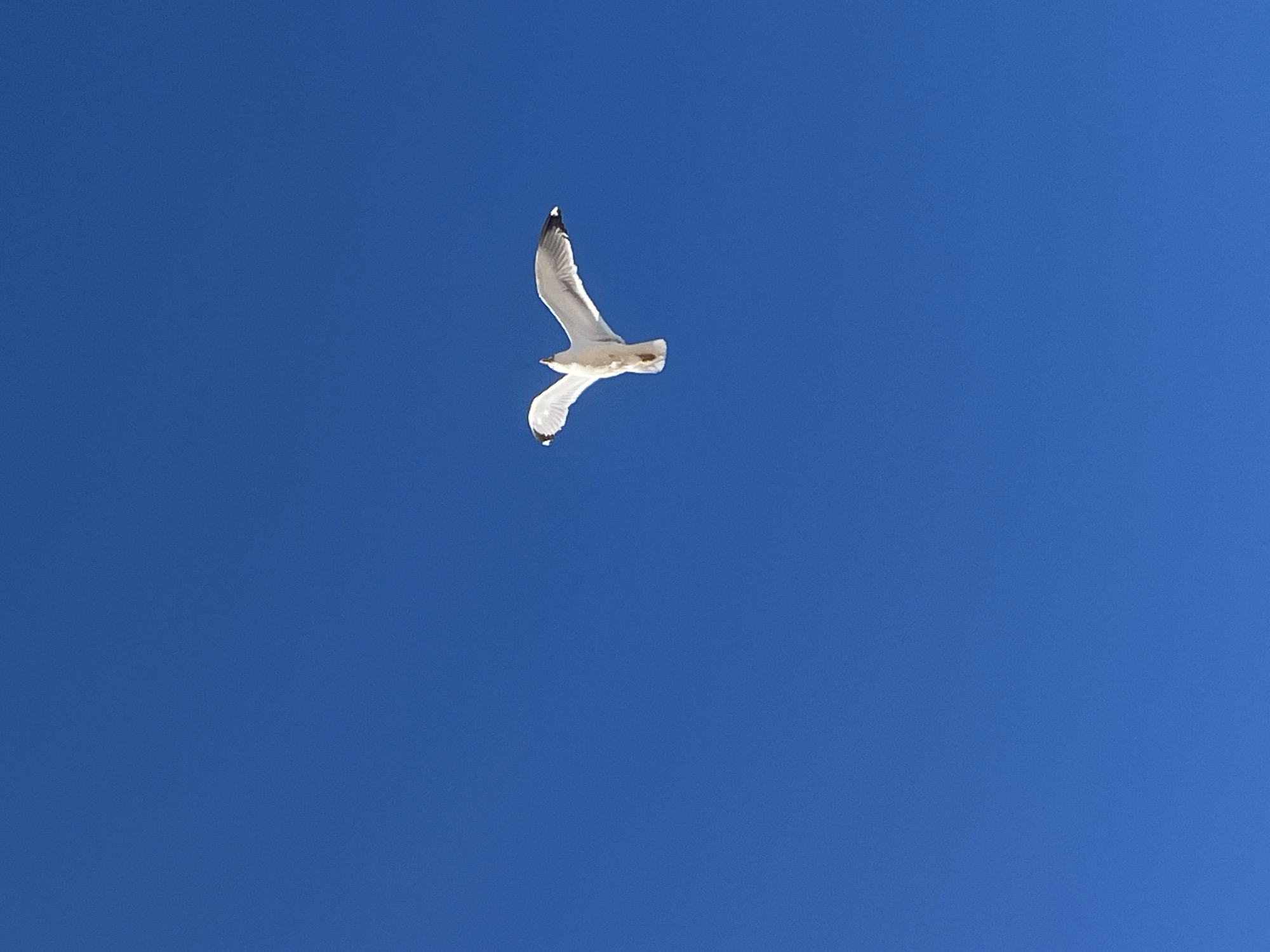 A single white seagull flies against a clear, bright blue sky. The bird's wings are angled upwards. The location is unknown; the city cannot be determined from this image.