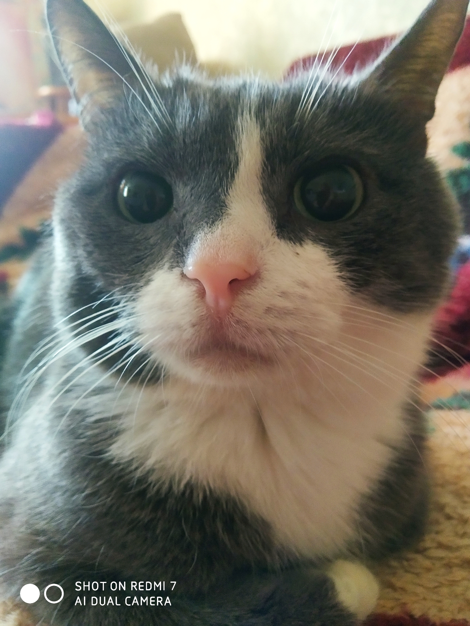 A close-up shot of a gray and white cat with large, round eyes and a pink nose, lying on a patterned surface. The photo was taken in Chaikovsky, Russia. The camera's watermark is visible at the bottom of the image.