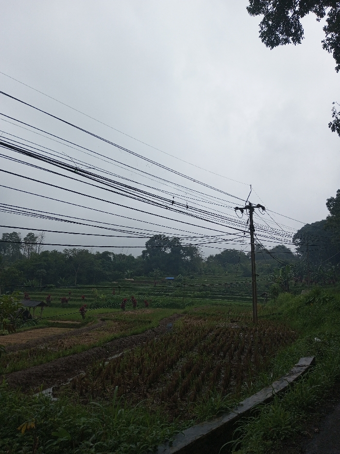 The scene depicts an agricultural landscape under a uniform light grey, overcast sky, located in the city of YonPhoogla, Bhutan. In the foreground, a concrete curb marks the edge of a path or road on the lower right, bordered by green grass and weeds. To its left lies a field characterized by brown stubble and muddy patches. The mid-ground features multiple tiers of green terraced fields. Within these fields, approximately 8-10 individuals, many distinguished by red or dark head coverings, are observed dispersed and engaged in agricultural work. A small, open-sided shelter with a dark roof is visible on the far left of the terraced area. A wooden utility pole, slightly right of center, extends vertically, supporting numerous black utility wires that crisscross horizontally across the upper-mid portion of the image. The background consists of a dense, dark green tree line, indicating forested terrain. Dark green tree foliage is also present in the upper right corner of the frame.