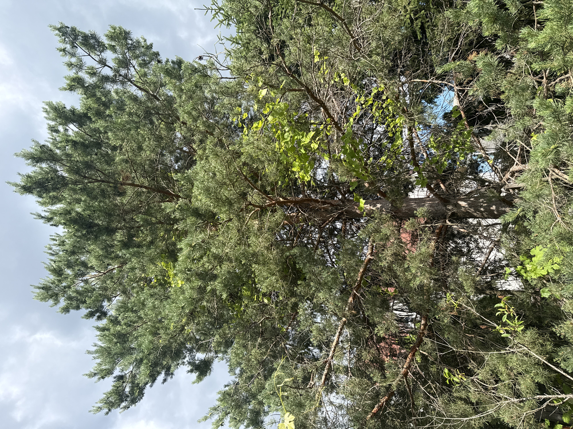 This media file shows a close-up, low-angle view of a tall evergreen tree, likely a pine, with its branches and needles filling most of the frame. The tree is dense and appears healthy, with a mix of green needles and brown bark. Interspersed within the pine branches are a few lighter green, broader leaves of a deciduous plant, suggesting it is either growing entwined with the pine or is a separate plant beneath it. The sky is visible through the branches, with scattered white clouds against a pale blue background, indicating it is daytime. The lighting suggests it might be a bright, possibly overcast day. The image is taken outdoors, and the density of the foliage implies a natural setting, possibly a park or a wooded area. There are no people or specific objects visible beyond the natural elements of the tree and sky. No text is present in the image. The overall impression is one of nature's texture and growth. The orientation of the image is portrait, and it has been rotated, showing the tree's canopy from below.