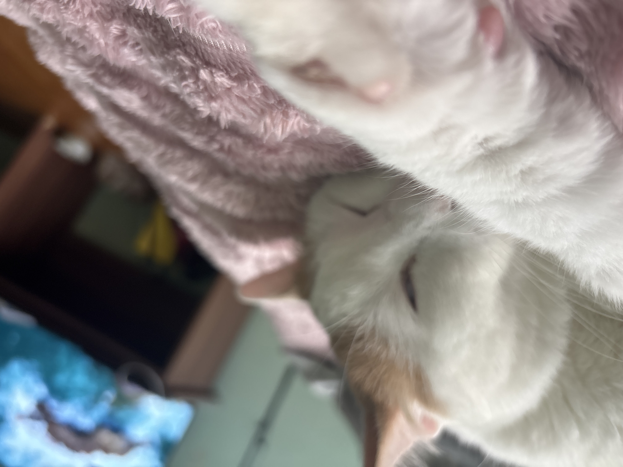 A white cat with orange markings sleeps on a pink blanket. The cat is curled up with its eyes closed, and its paws are visible in the foreground. The background is blurred, but it appears to be a room with a television and a wooden dresser. The image was taken in Vsevolozhsk, Russia.