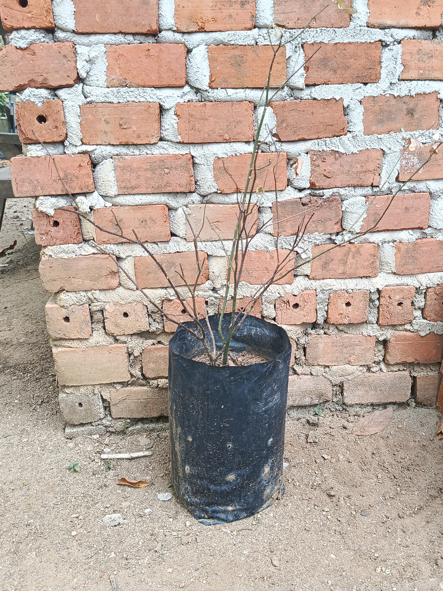 In Megang Sakti I, Indonesia, a bare-branched sapling in a black plastic nursery bag stands against a roughly mortared brick wall. The wall is constructed from uneven, reddish-brown bricks, some showing signs of wear and featuring small circular holes. The ground beneath the sapling and wall is a coarse, sandy soil mixed with small stones and debris, including a fallen brown leaf. The overall scene suggests an outdoor setting, likely a garden or yard, with the subject plant awaiting placement or further cultivation.