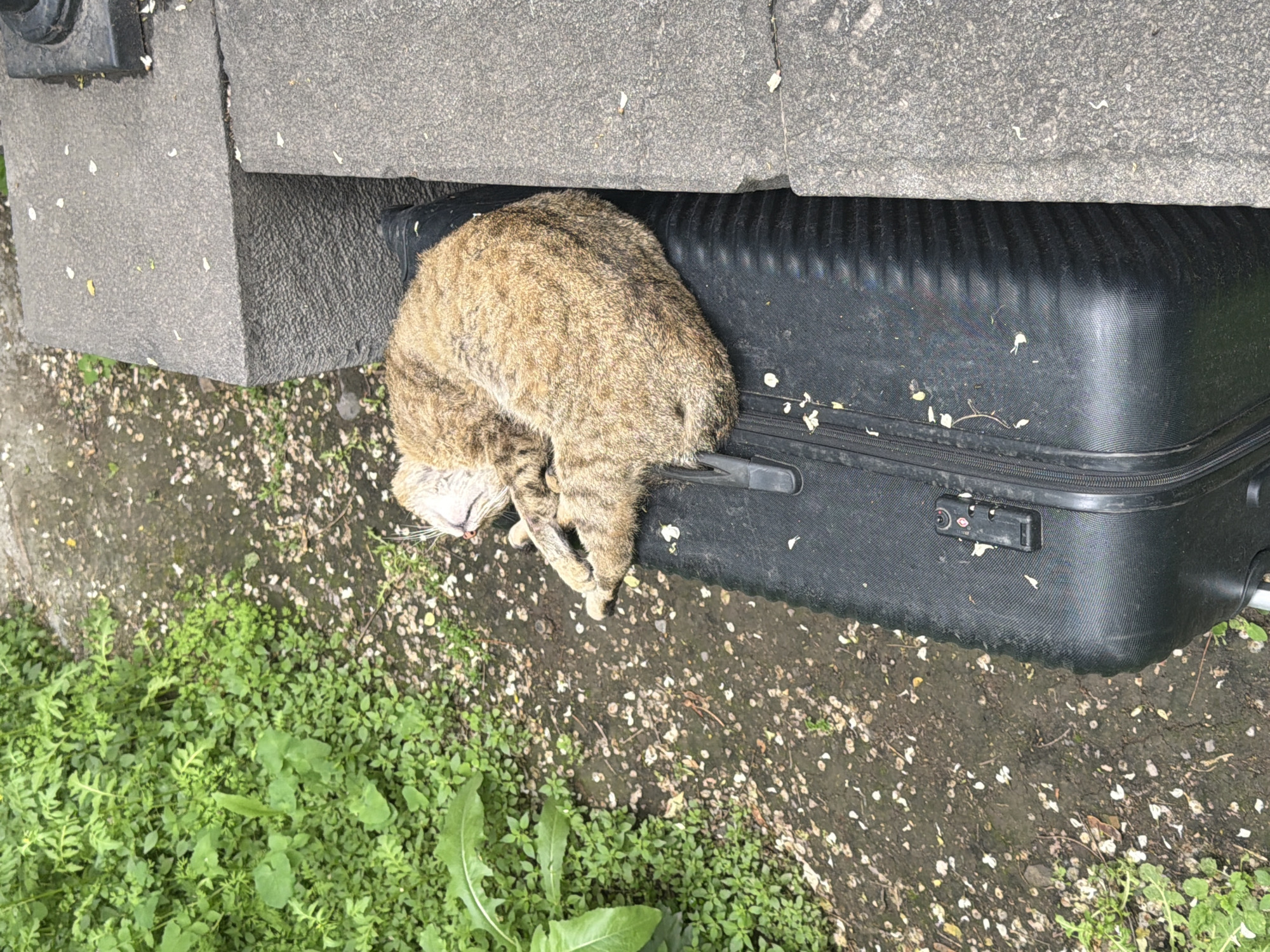 A light brown tabby cat is curled up on top of a black suitcase, which is sitting on the ground in front of a large, gray stone structure. The ground is covered with dirt, scattered small white flowers or petals, and green vegetation. The location is Yerevan, Armenia.