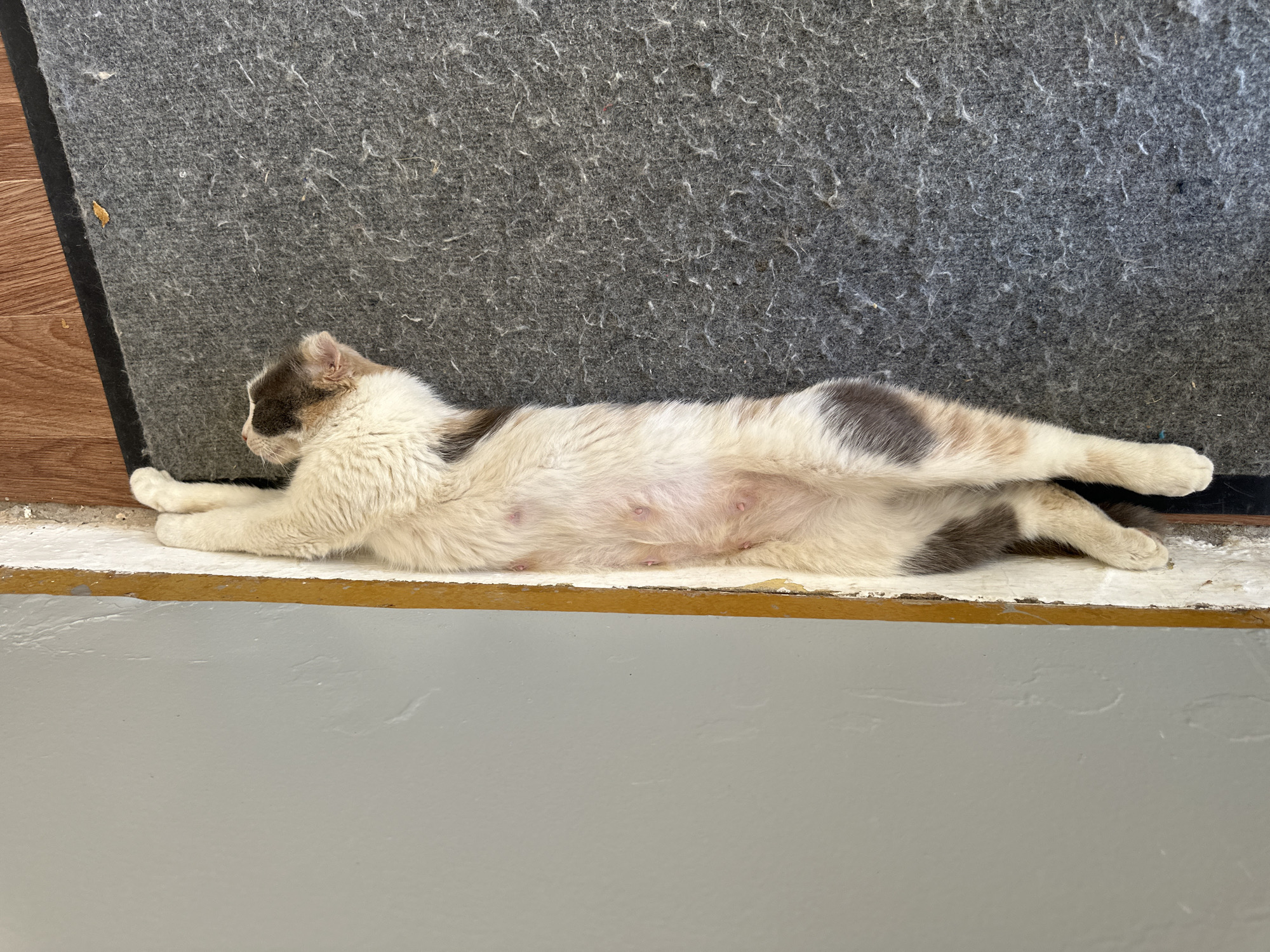A cat is stretched out on its back, with its front paws touching a light gray wall and its body resting on a dark gray mat. The cat has a white base coat with patches of brown and gray fur on its head, back, and hindquarters. Its belly is exposed, revealing several small pink nipples. The mat appears worn and covered in loose fibers. The scene is indoors, likely near a doorway, as indicated by the transition from the wall to a wooden floor and the mat. There are no people or other animals visible in the image. The lighting suggests it is daytime. The location of Subutli-Miatli, Russia, is not discernible from the visual information provided in the image.