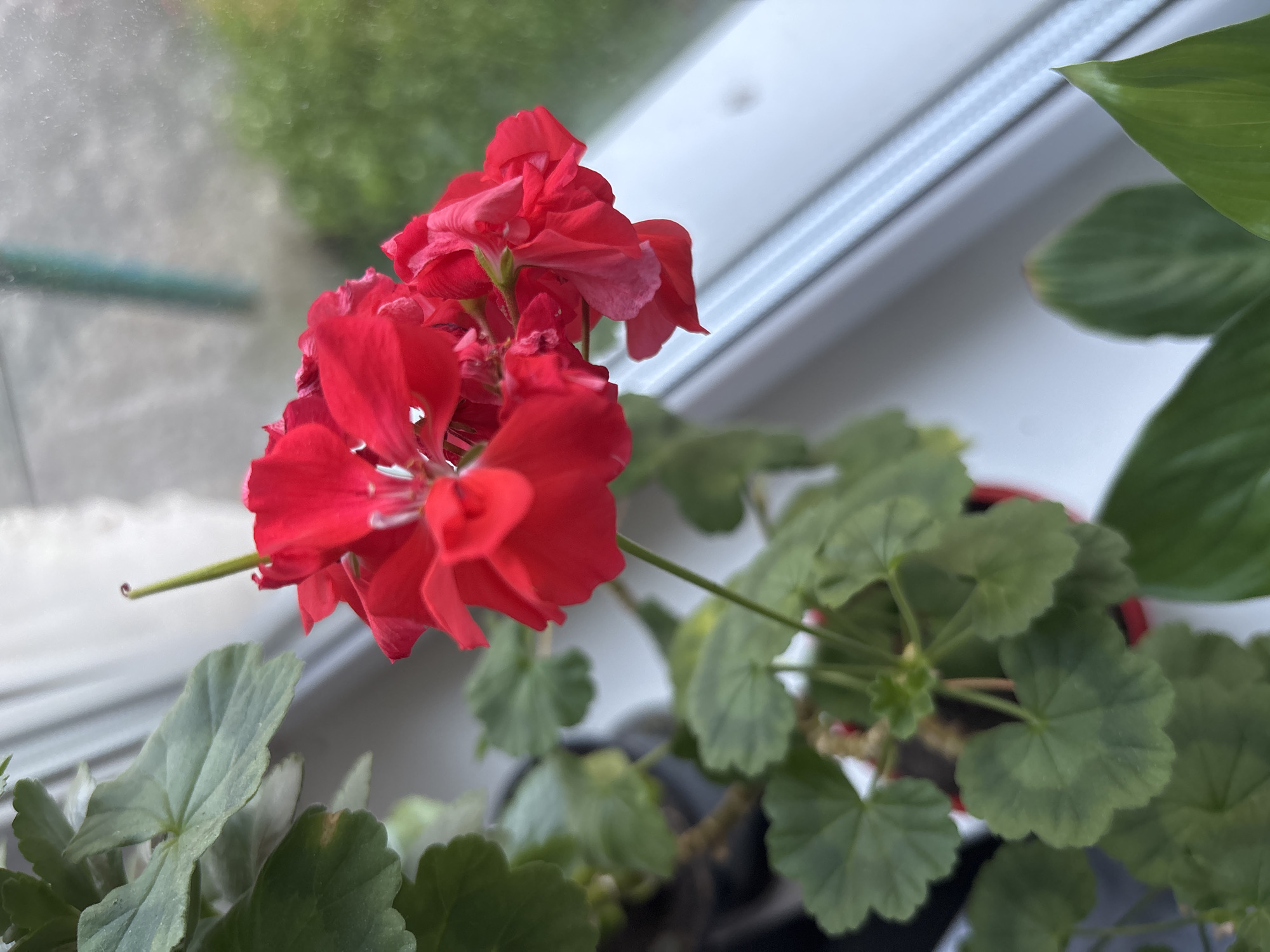 A close-up, eye-level, vertical shot shows a cluster of vibrant red geranium flowers with dark green leaves in a pot on a windowsill. The flowers are in focus and appear to be in full bloom, with delicate petals. The leaves are textured and healthy, some showing slight variations in color. The background is softly blurred, with a white windowsill leading to a window, through which glimpses of green foliage and a greyish, textured surface are visible. The overall lighting suggests it is daytime, possibly overcast. There are no people or animals present in the image. The scene is indoors, next to a window.