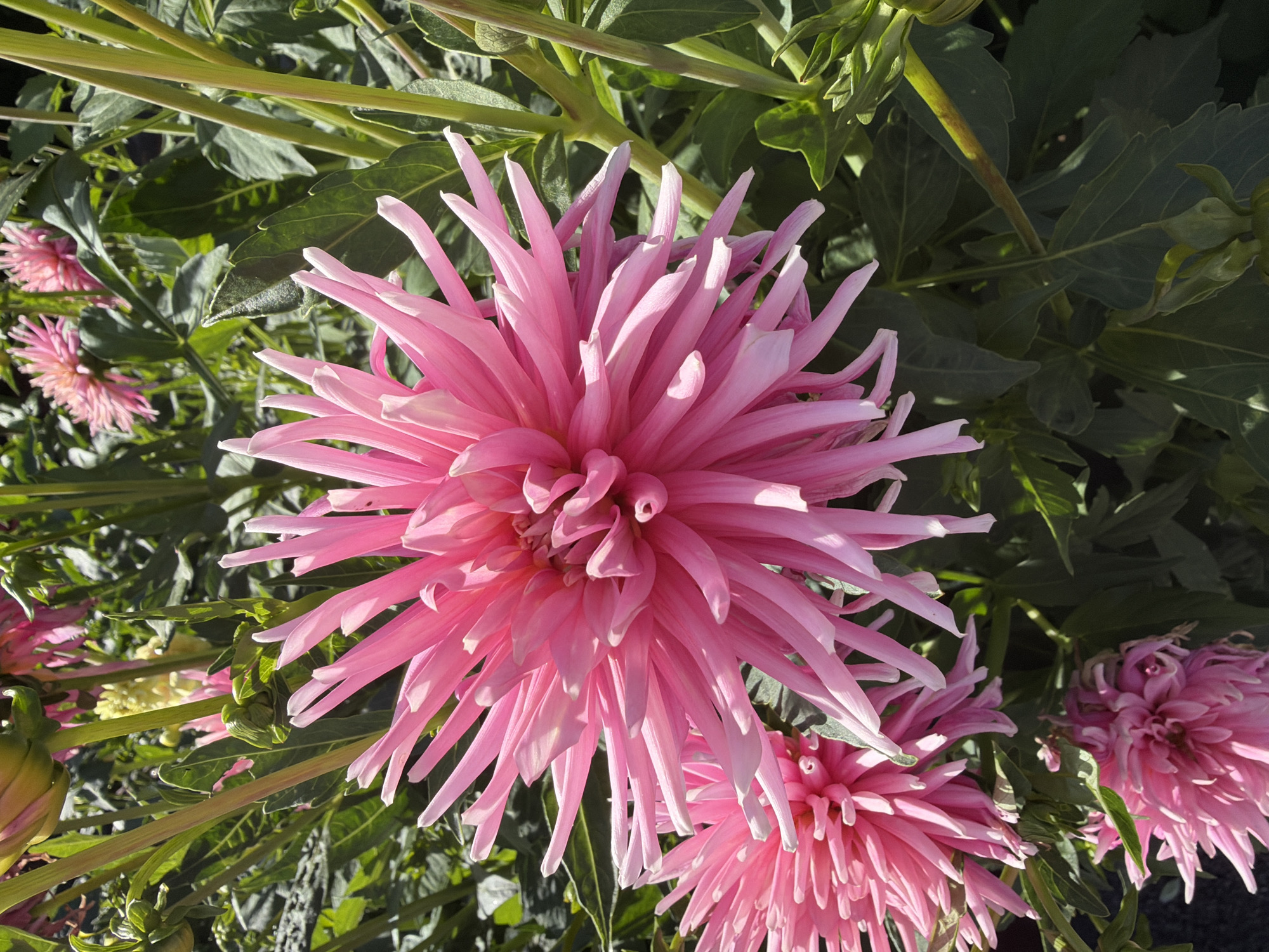 A close-up, high-angle shot captures a vibrant pink dahlia flower in full bloom, dominating the foreground. Its delicate, spiky petals radiate outwards from a central, slightly darker pink core. Another similar, but slightly smaller, pink dahlia is visible to the lower left, partially out of focus. The background is a lush tapestry of dark green foliage and stems, with hints of other pink flowers and yellow buds. Sunlight dapples the scene, highlighting the textures of the petals and leaves. The image appears to be taken outdoors, likely in a garden or park setting, possibly in Växjö, Sweden, given the implied context. No people or animals are present.