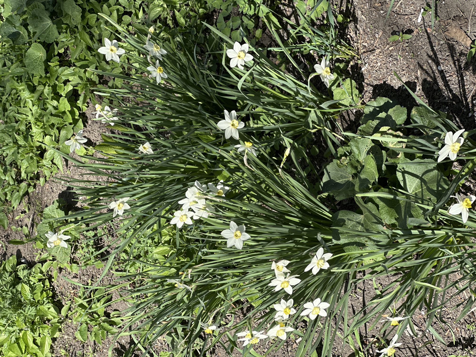 The image captures a vibrant close-up view of a garden bed or natural ground cover, primarily featuring clusters of white and yellow daffodils (Narcissus). Several daffodil plants are visible, characterized by their long, slender, dark green, grass-like leaves, from which multiple delicate white flowers with prominent yellow centers emerge. Some flowers are fully open, showcasing their six petals and central cup, while others appear to be younger blooms or buds.
The daffodils are distributed across the frame, forming dense clumps, especially towards the right and center. Interspersed with and surrounding the daffodil foliage are other green plants. To the left, there is a dense carpet of smaller, lighter green leafy plants, possibly ground cover or early spring growth. In other sections, particularly beneath and around the daffodil clumps, larger, darker green leaves with a distinct texture and venation are visible, suggesting different plant species.
The ground beneath the foliage is a mix of dark brown soil, some areas appearing loose and others more compacted. Patches of sunlight illuminate the scene, creating sharp, elongated shadows from the leaves and flowers onto the soil, indicating a bright, sunny day, likely during mid-morning or early afternoon. No human subjects or activities are depicted, and there is no visible text. The overall scene suggests a natural outdoor environment, consistent with a garden in spring in Biysk, Russia.