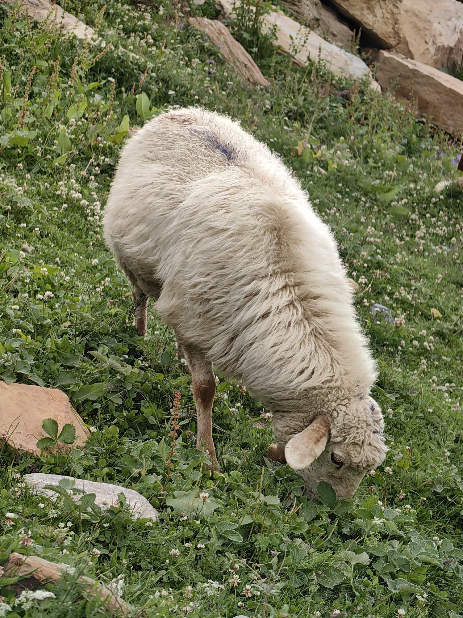 A sheep with cream-colored wool grazes in a grassy area with scattered rocks in Gramphu, India. The sheep is bent over, its head down, eating grass and small white flowers. The surrounding vegetation is lush and green, with some larger rocks and a dirt path visible in the background. The lighting suggests it is daytime, possibly overcast.