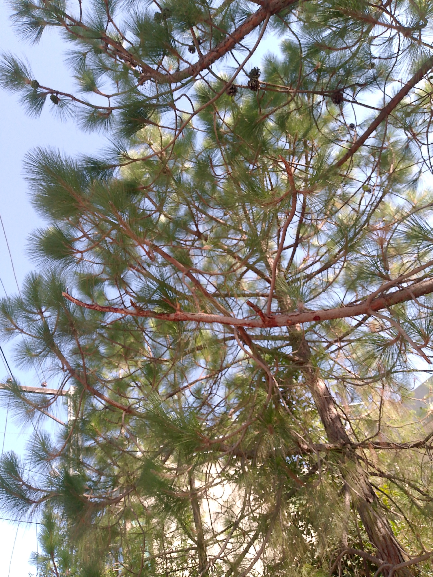 The image shows a close-up view of pine trees, with their branches and needles filling most of the frame. The sky is visible through the branches, appearing as a light blue. There are several pine cones scattered among the needles. The image is taken from a low angle, looking upwards into the canopy of the trees. The lighting suggests it is daytime, possibly late morning or early afternoon, given the brightness and the shadows cast by the branches. In the background, hints of man-made structures, possibly buildings or utility poles, can be seen through gaps in the foliage. The overall impression is one of a natural scene within an urban or semi-urban environment.