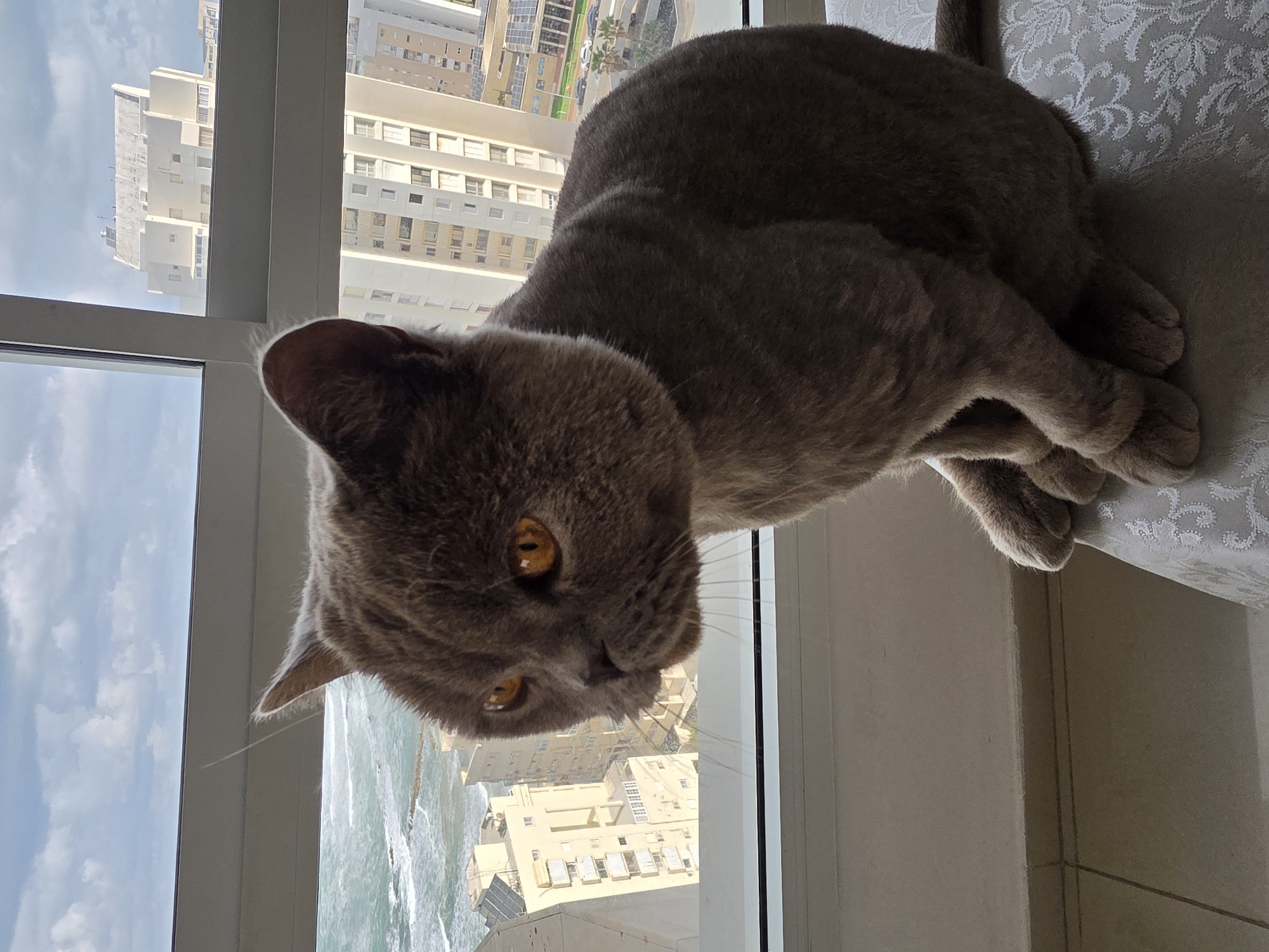 A light brown British Shorthair cat is positioned on a white floral-patterned surface near a window. Outside the window, a view of Bat Yam, Israel, can be seen. The scene includes a cityscape of buildings and a view of the sea with waves. The cat's face is angled towards the viewer, and its yellow eyes are visible. The cat's paws are tucked beneath its body. The sky is visible above the cityscape.