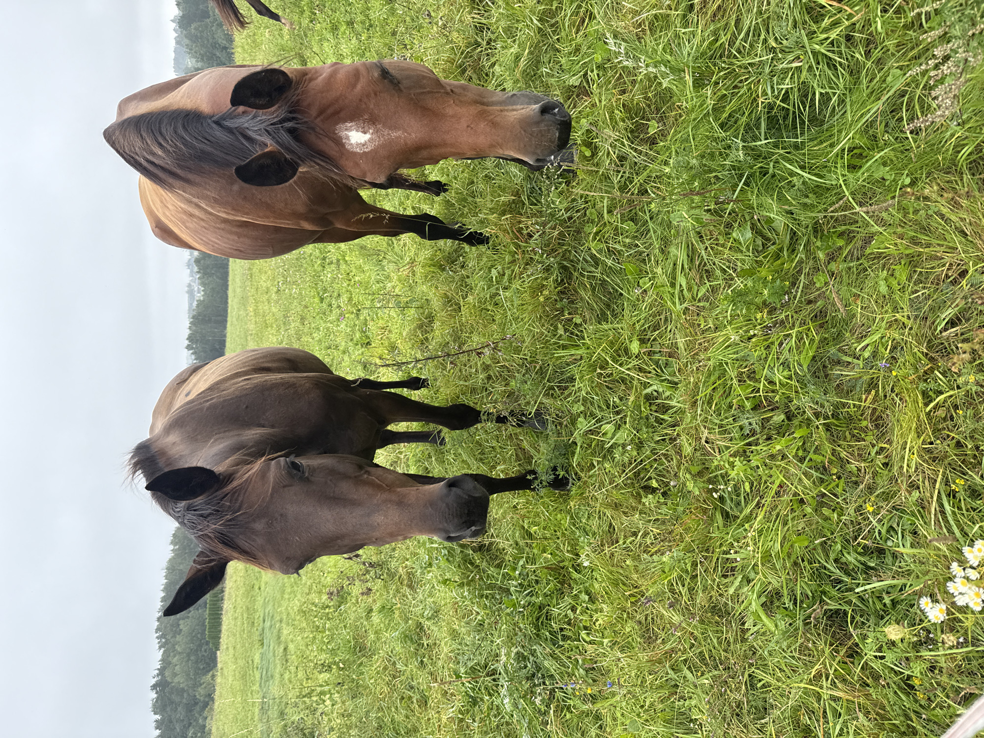 Two brown horses are standing in a green, grassy field. The horse on the left is looking directly at the camera, with its head slightly tilted. The horse on the right is looking down, possibly grazing. In the background, there is a line of trees and a cloudy sky. The scene appears to be a rural landscape, likely in Aukštieji Rusokai, Lithuania, given the context.