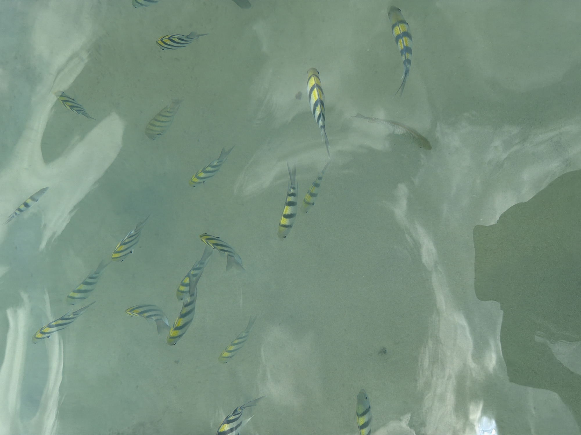 The image displays a school of sergeant major fish swimming in clear, shallow water, likely in the vicinity of Ko Samui District, Thailand. The fish are characterized by their yellow and black vertical stripes. The water's surface reflects light, creating distorted patterns that obscure the sandy seabed below. One prominent shadow, possibly of a person or object, is visible in the lower right portion of the frame. The overall scene depicts a natural aquatic environment.