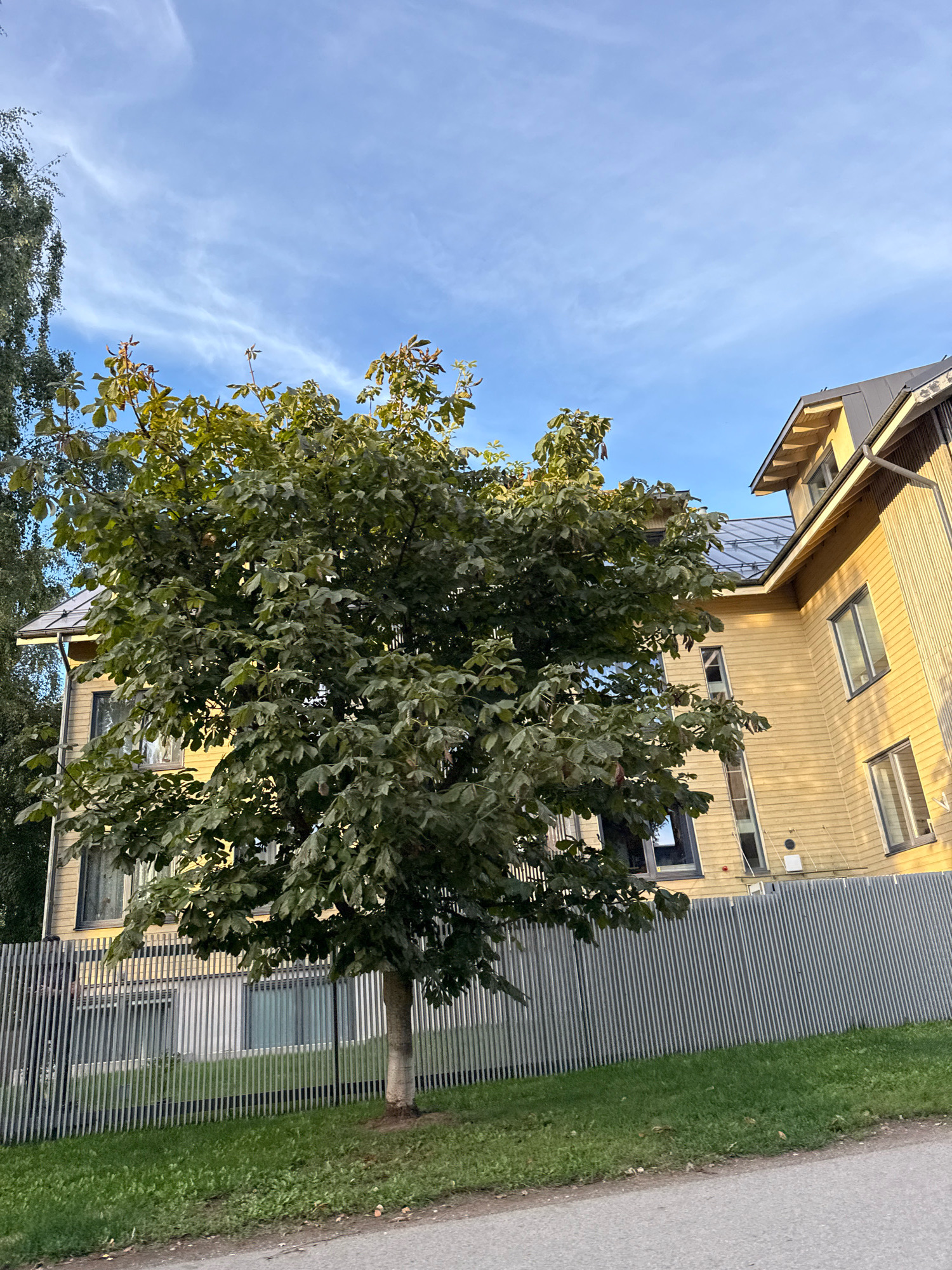 The image shows a residential building in Tallinn, Estonia. The building is yellow with a dark gray roof and has several windows. In front of the building, there is a tall tree with green leaves and a metal fence. The sky is blue with some white clouds. The scene is captured from a low angle, looking up towards the building and the tree.