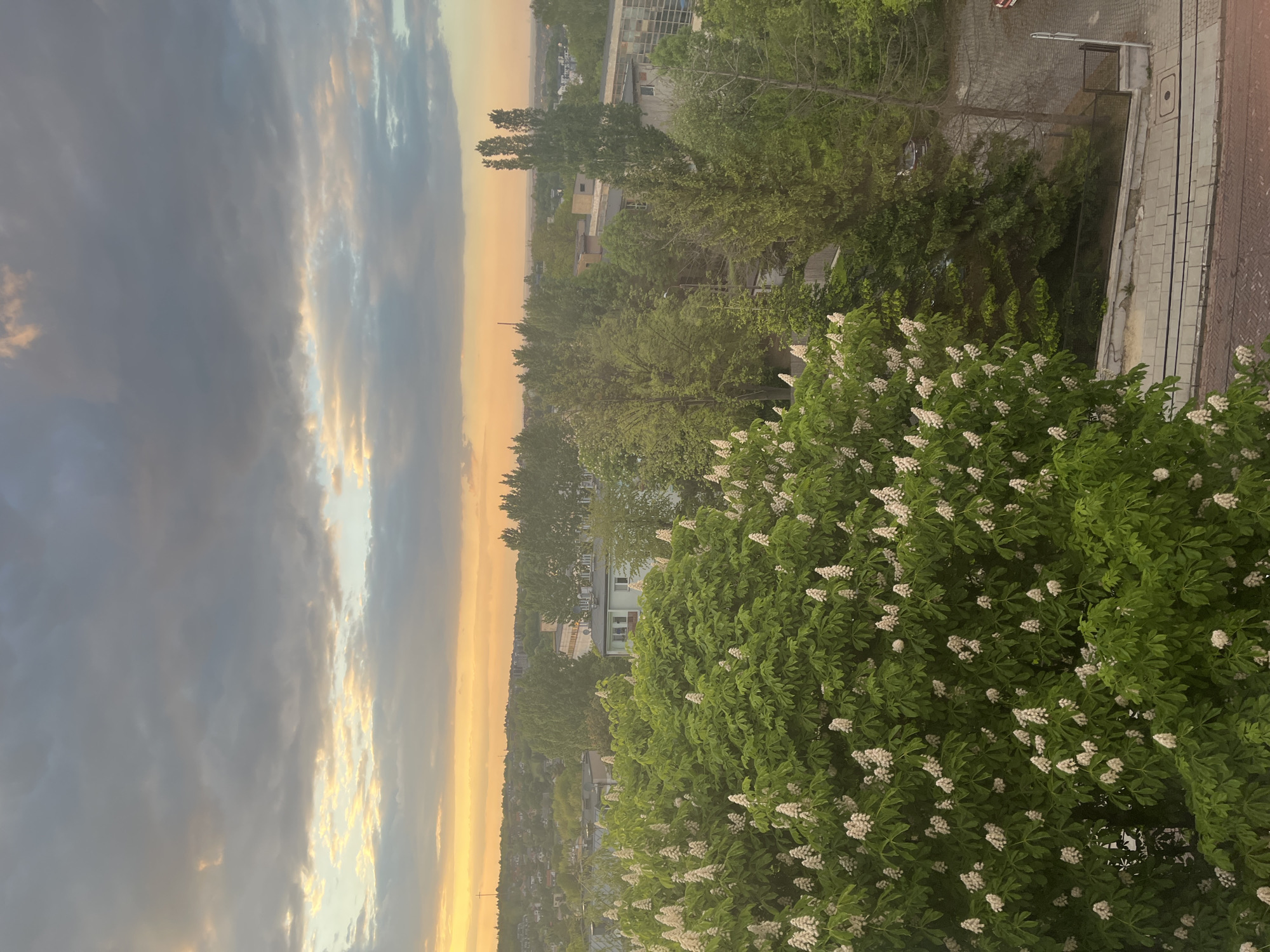 The image captures a cityscape at dusk. A large tree with green leaves and clusters of white flowers dominates the foreground. Behind the tree are various buildings, streets, and other trees. The sky is streaked with gray clouds and a band of golden light near the horizon.