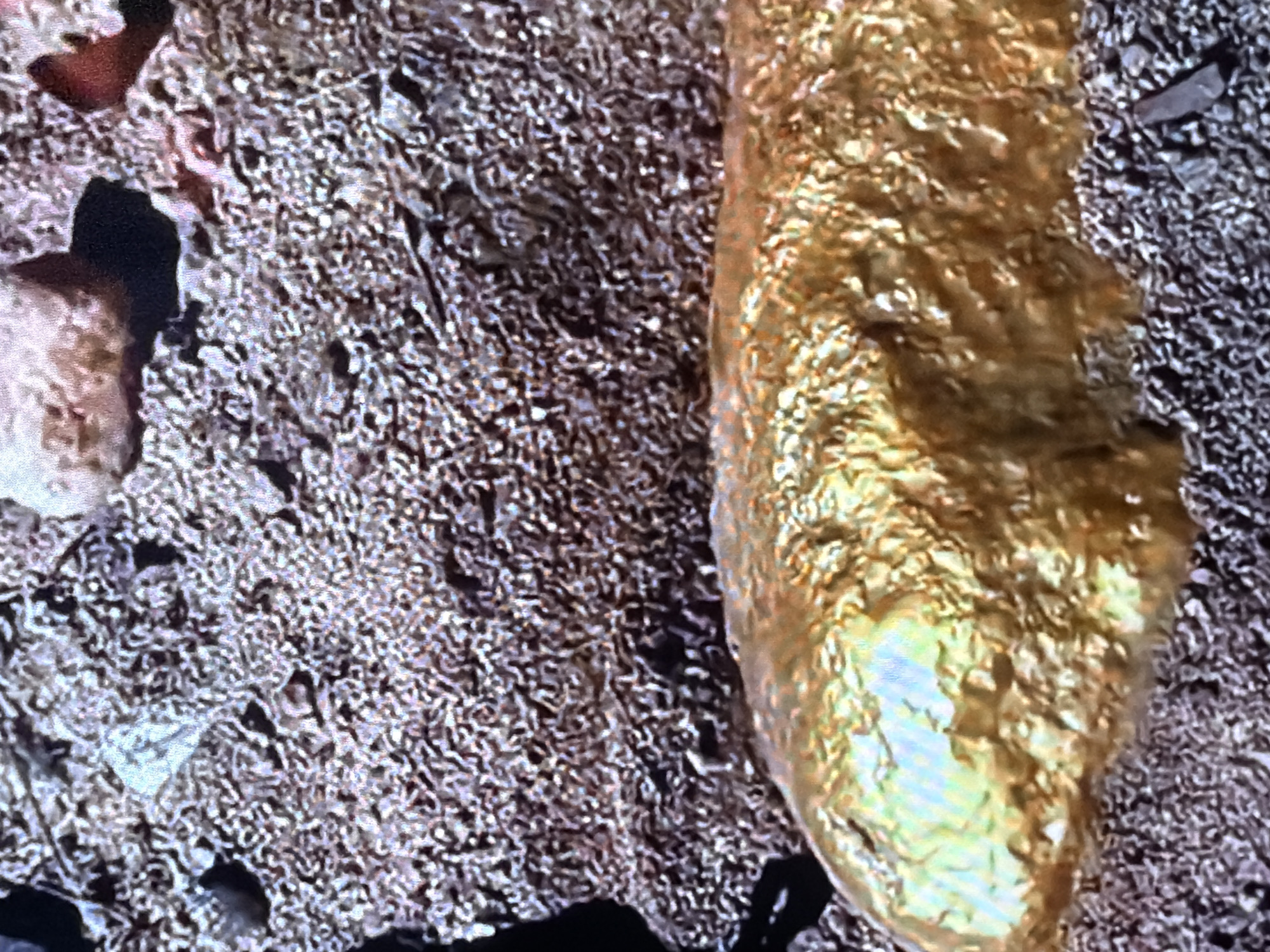 This image depicts a close-up view of a large, irregular, golden nugget lying on a bed of coarse, brown gravel. The nugget has a rough, textured surface with variations in color, ranging from bright yellow to a more muted, greenish-yellow hue, indicating reflections and possible impurities. The gravel is composed of small, angular stones and appears to be dry. The background is also filled with similar gravel and some larger, lighter-colored stones. There are no people or visible signs of activity in the image. The scene is devoid of any context that would specifically place it within the city of Bukuru, Nigeria, other than the prompt's assertion.