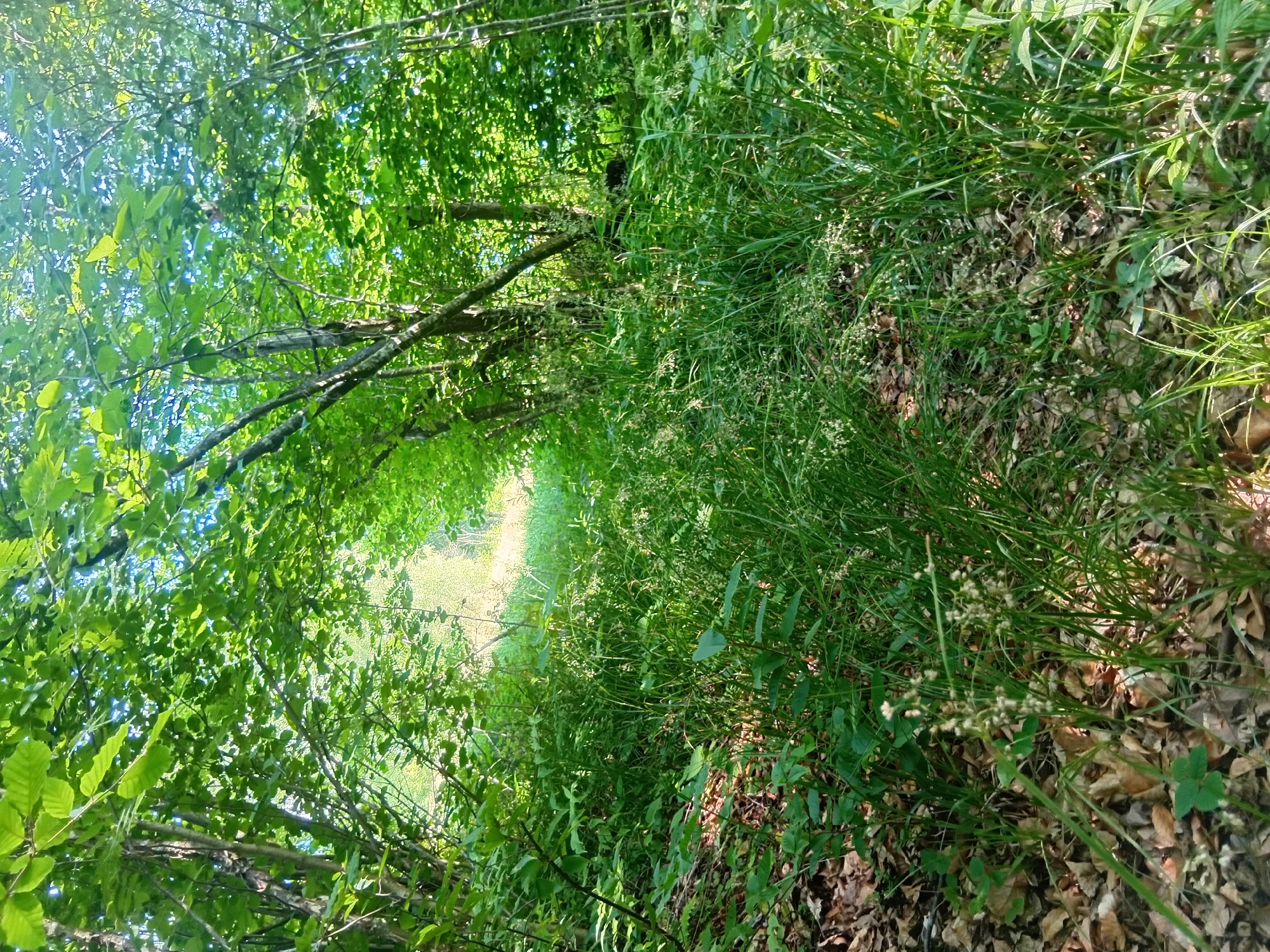 The image depicts a pathway through a dense forest. The path is overgrown with tall grass and foliage, suggesting it is not frequently used. Deciduous trees with lush green leaves form a canopy overhead, filtering the sunlight and casting dappled shadows on the ground. The forest floor is covered with dry leaves and other natural debris. The scene appears to be in a rural or natural setting, consistent with the outskirts of Verkhniachka, Ukraine, a region known for its extensive woodlands. There are no people or animals visible in the image, nor any man-made structures, emphasizing a sense of natural solitude.