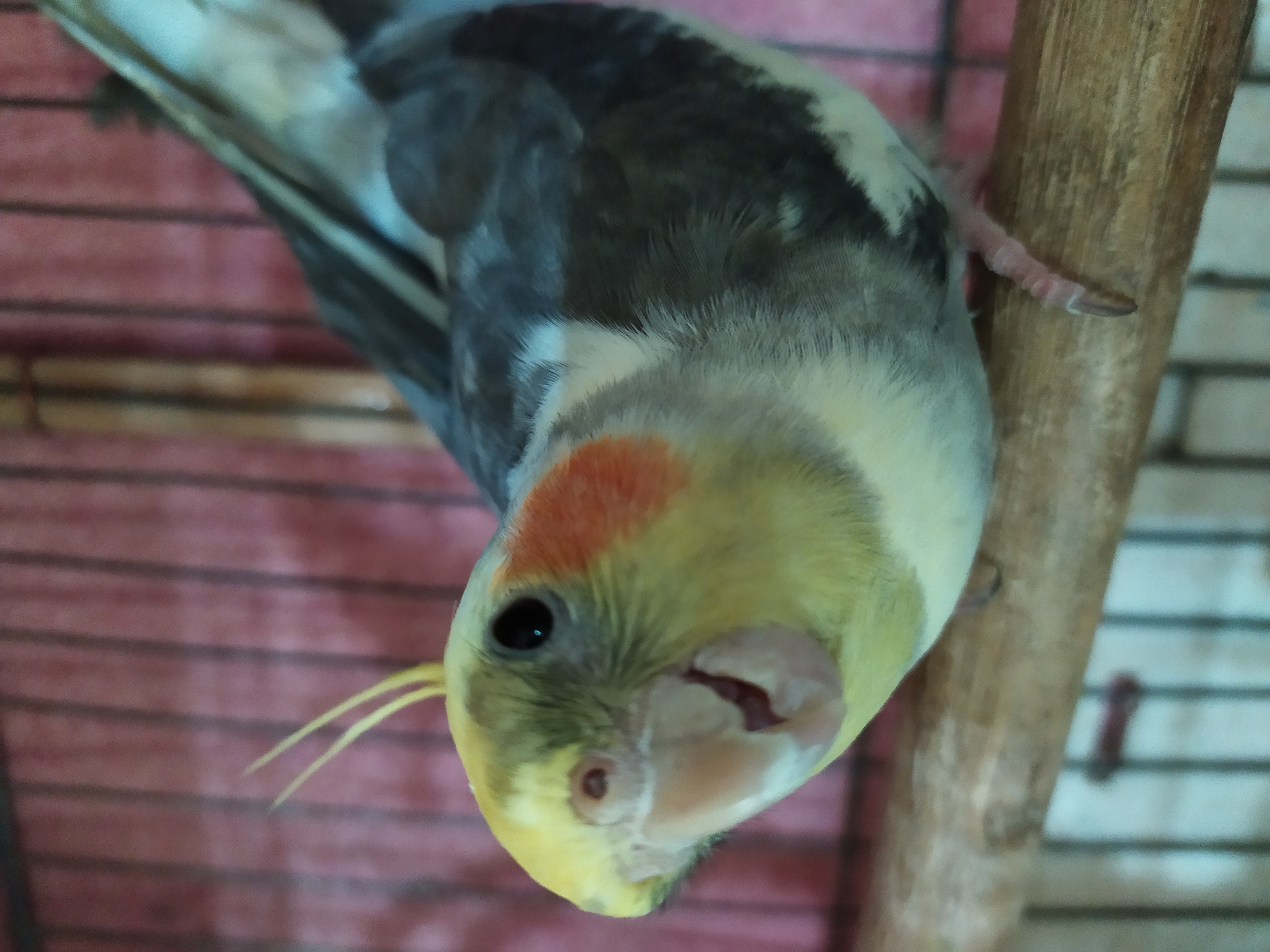 A cockatiel with yellow crest, orange cheek patches, and gray and white plumage is perched on a wooden dowel in a cage. The bird is facing left with its beak slightly open, revealing its tongue. The background is blurred and shows the pink bars of a cage. The image is a close-up shot, capturing the detail of the bird's feathers and facial features. There is no information about the city of Bilajari, Azerbaijan.