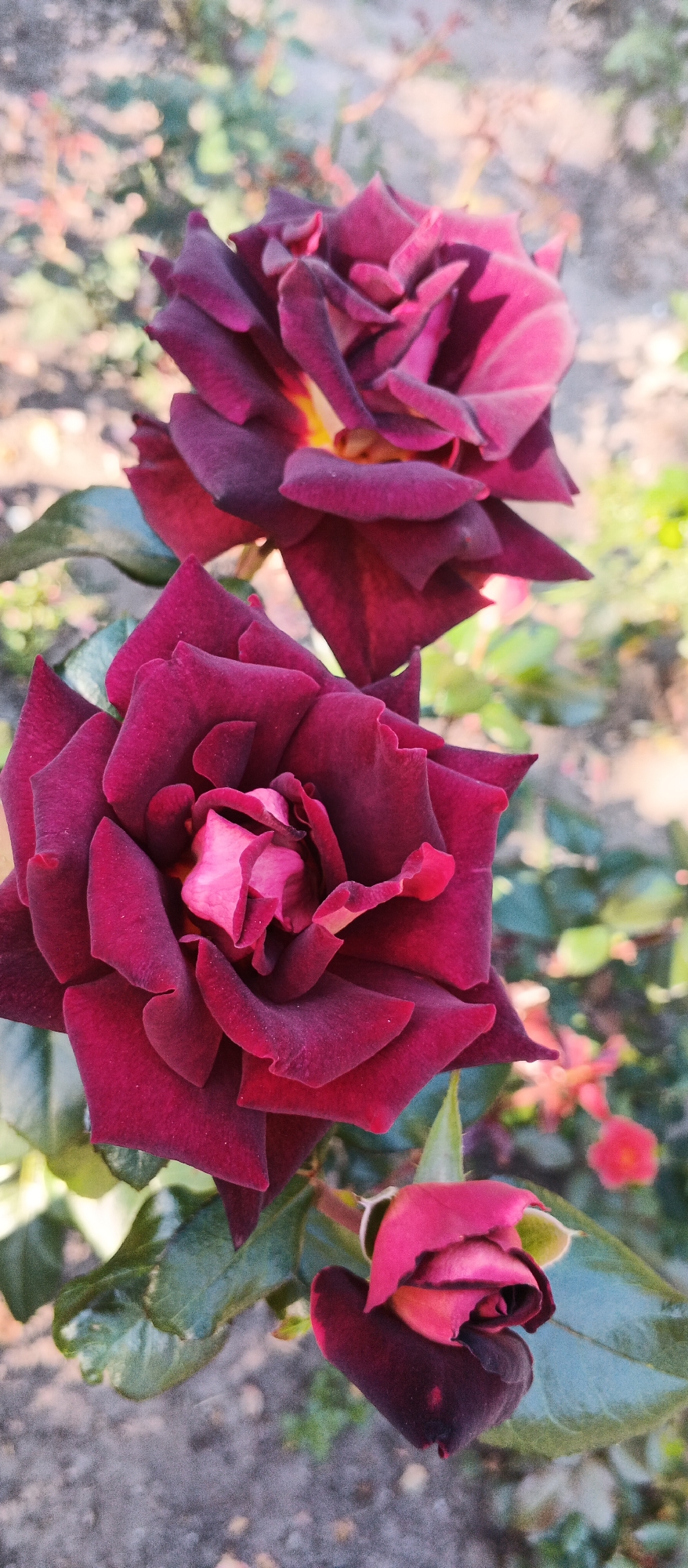 This image shows a close-up of three dark red roses blooming outdoors. The rose in the foreground is fully open, revealing its layered petals and lighter pink inner folds. Behind it, another rose is partially visible, its petals a deep, velvety red with hints of purple and yellow. A third, smaller rosebud with dark red outer petals and pink inner folds is positioned at the bottom center of the frame. The roses are growing amongst green leaves, and the background is softly blurred, showing hints of other plants and the ground. The image was taken in the city of Smila, Ukraine.