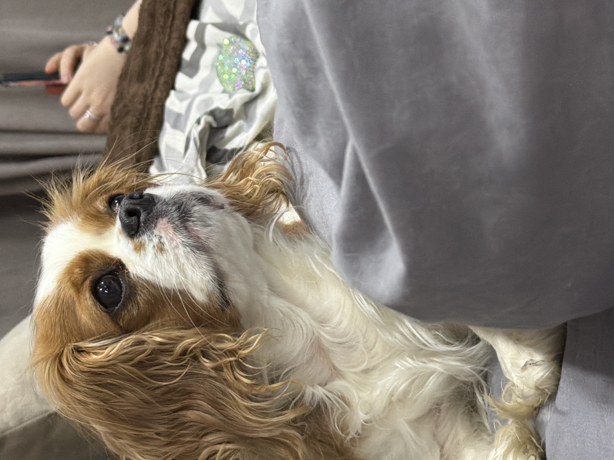 An image captures a close-up, low-angle view of a Cavalier King Charles Spaniel or a similar breed dog, resting indoors in Chaikovsky, Russia. The dog, predominantly white with large patches of tan/brown fur, particularly on its head and ears, is positioned on its back or side, looking upwards and slightly to the right of the frame. Its dark, expressive eyes are prominent, and its nose is black. Its long, wavy fur appears soft and well-groomed.
In the upper left background, partially out of focus, is a person's right hand and forearm. The hand is holding a dark object, possibly a smartphone with a red edge. A silver-colored ring is visible on the person's ring finger, and a beaded bracelet adorns their wrist.
The setting appears to be a comfortable, domestic environment, likely a couch or bed, characterized by various textiles. A large section of plain, light grey fabric covers the upper right portion of the image. Adjacent to the dog's body, on its right side, is a white and grey striped fabric with a distinct circular patch that shimmers with iridescent, possibly sequined or glittery details. A textured, dark brown fabric, resembling faux fur, is also visible near the person's arm. The overall atmosphere suggests warmth and relaxation. No text is visible in the image.