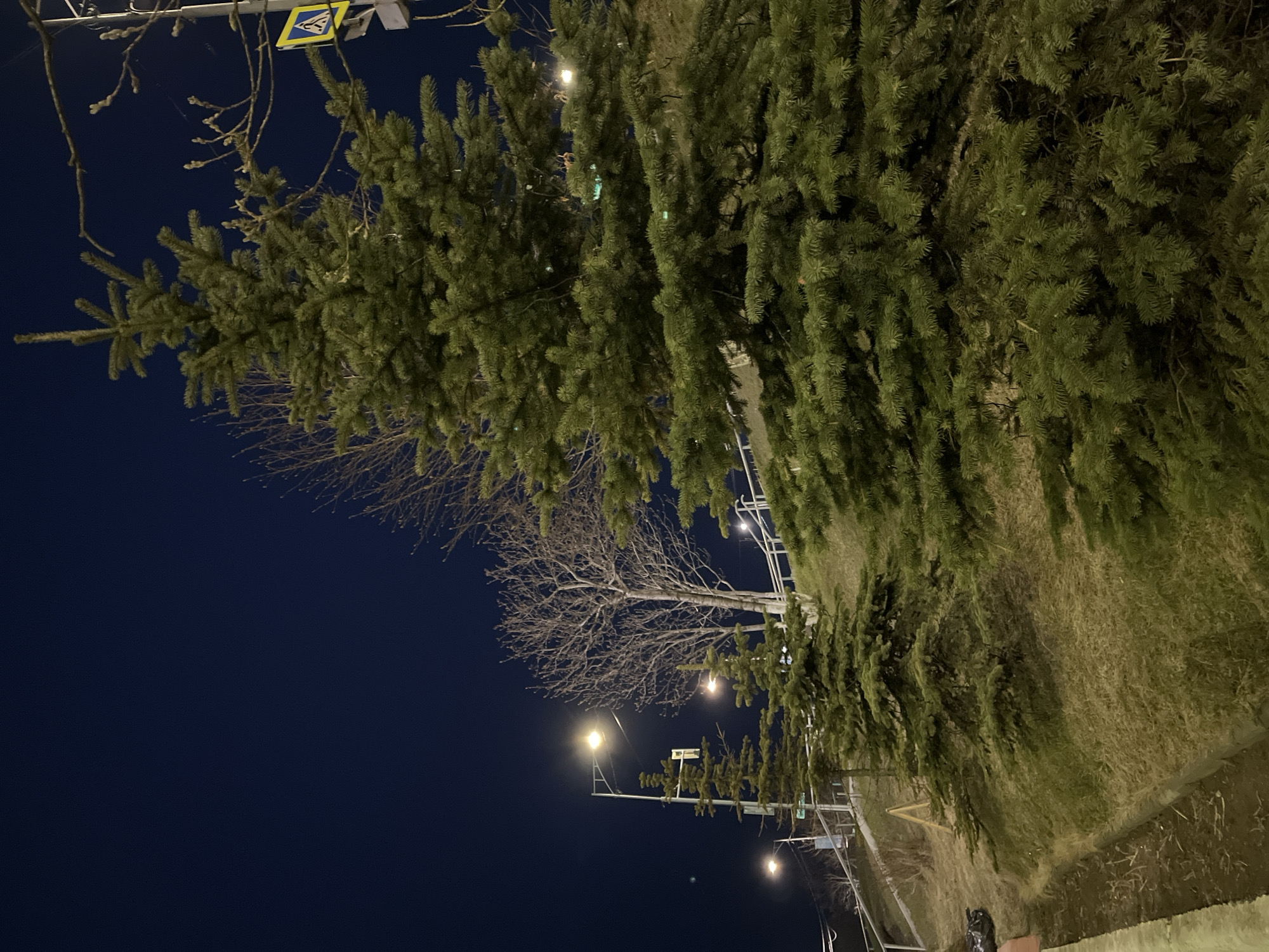 At night, the city of Petropavlovsk-Kamchatsky, Russia, is illuminated by streetlights, casting light on the surrounding environment. Tall, coniferous trees line the roadside, their needles densely packed together. A bare, leafless tree stands among them, its branches reaching into the dark sky. Above, a pedestrian crossing sign is visible. Beside the trees is a grassy area, possibly a park or green space. Below, a narrow sidewalk borders the grassy area.