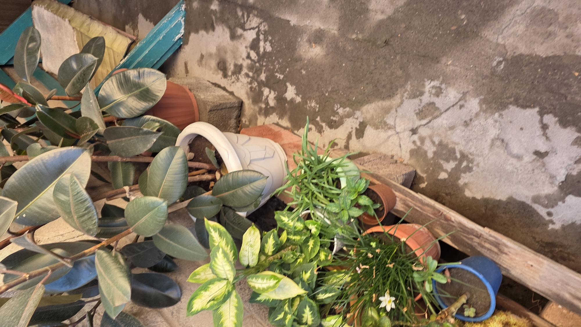 A high-angle medium shot captures an outdoor scene with several potted plants arranged on wooden pallets and a concrete surface, likely in the city of Tokmok, Kyrgyzstan. The focal point is a large Ficus elastica plant in a white pot, its dark green leaves filling the upper portion of the frame. To its left, a Dieffenbachia with variegated green and yellow leaves is positioned in a terracotta pot. In the foreground, several smaller potted plants with thin, grass-like leaves and one with a small white flower are arranged on wooden planks. The ground is a mottled concrete surface with visible water stains. The background features a light-colored wall and a partially visible teal-colored structure. The lighting suggests it is daytime, with shadows indicating ambient light. There are no people or animals visible in the scene.
