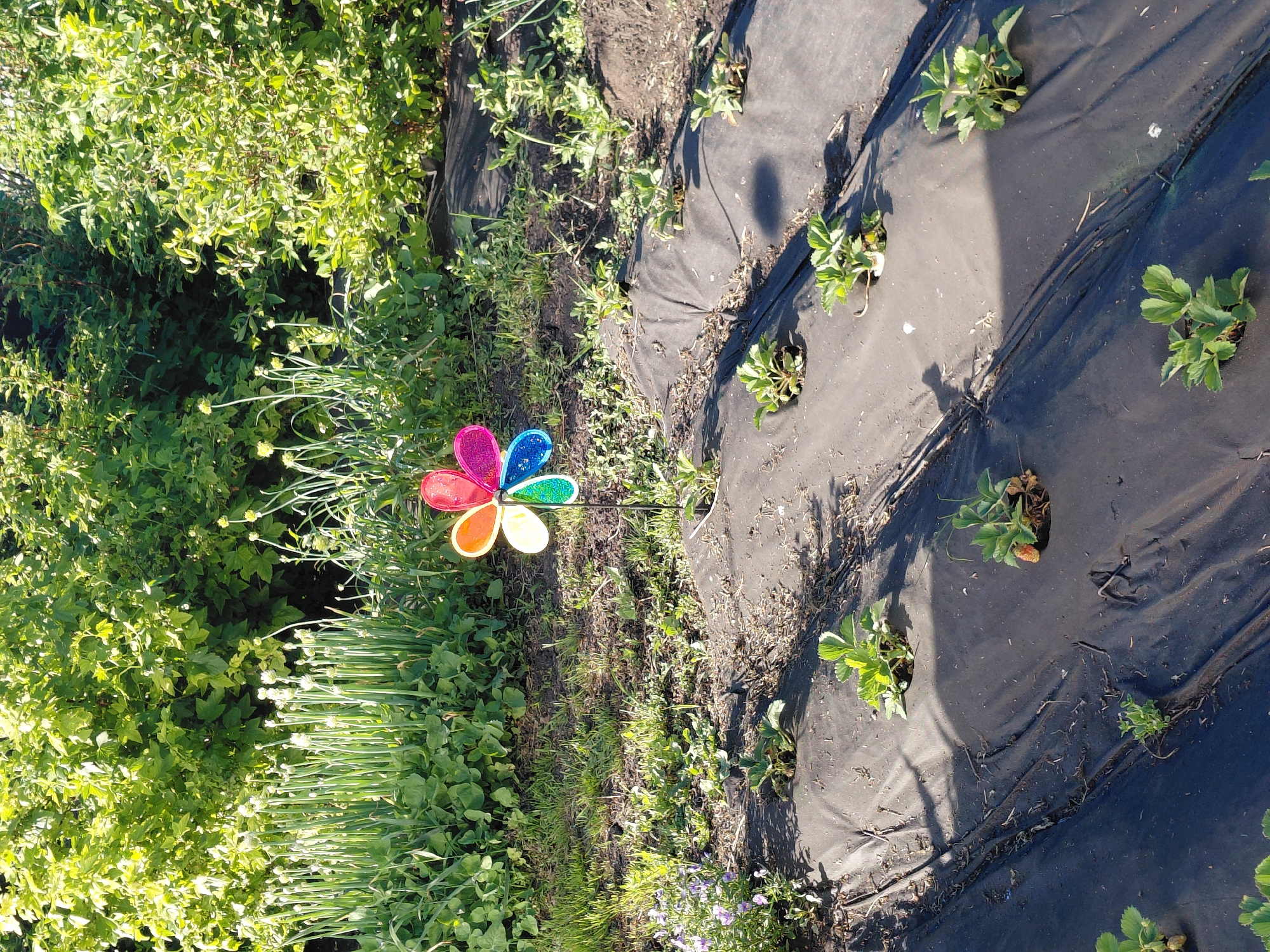 In an outdoor garden setting, likely in the village of Novosselovo, Russia, a colorful pinwheel is positioned on a stake in the foreground. The pinwheel features a rainbow of petals: red, orange, yellow, green, blue, and pink, with glitter detailing. Behind the pinwheel, rows of young strawberry plants are visible, each planted in a circular opening cut into black landscape fabric that covers the ground. Several of the strawberry plants show small green fruits. The background is filled with lush green foliage, including what appear to be onion plants with long green stalks and burgeoning seed heads. The overall scene suggests a sunny day in a well-tended garden.