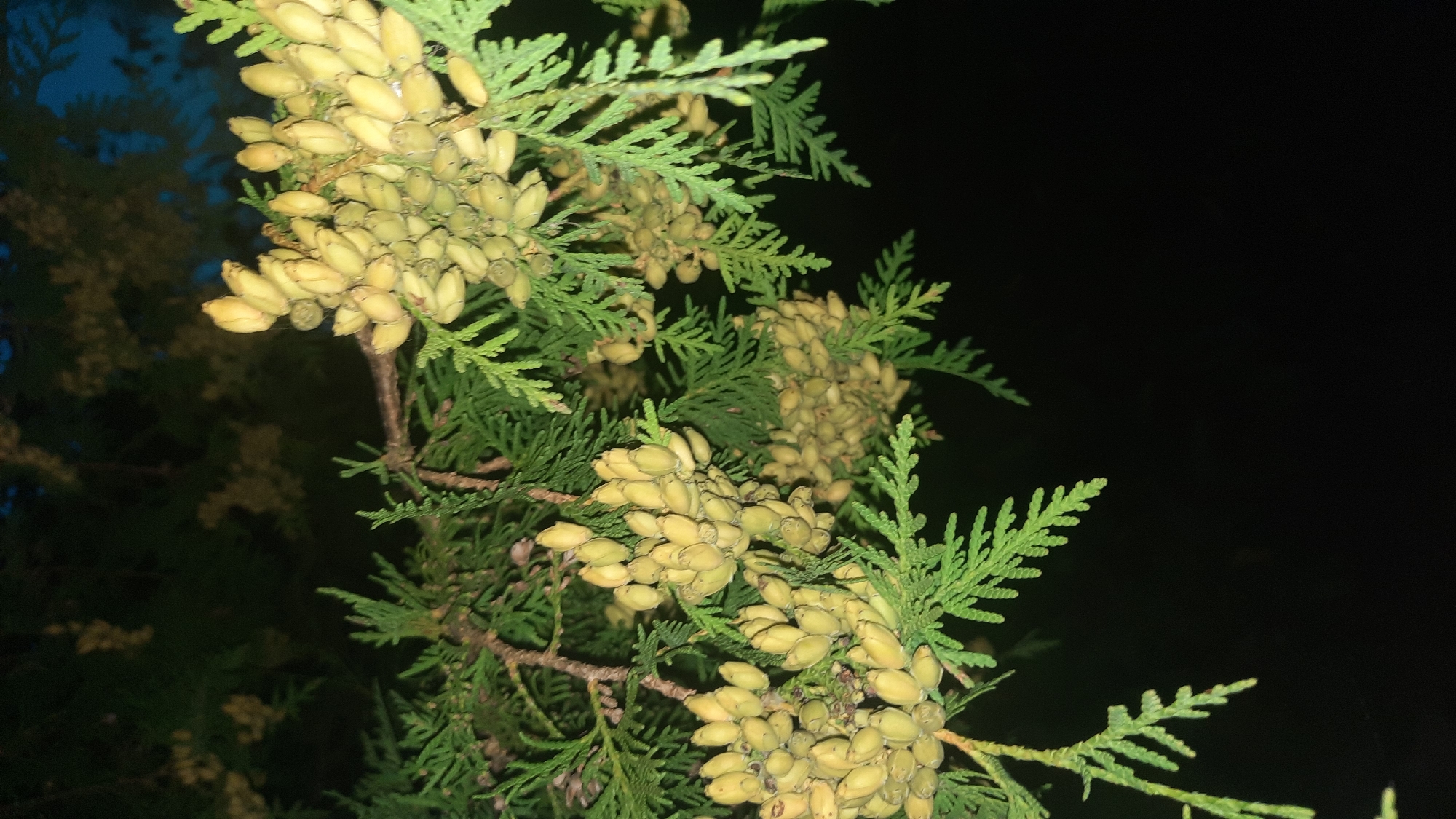 The image shows a close-up of branches of a coniferous tree, likely a cedar or cypress, with numerous small, light green seed cones. The branches are dark green and feathery in texture. The background is dark and out of focus, with some lighter greenish-yellow areas that appear to be other parts of the same or similar trees. The lighting suggests it is nighttime. The scene is devoid of any human presence or activity. No specific location in the city of Shklov, Belarus, can be identified from the image alone.