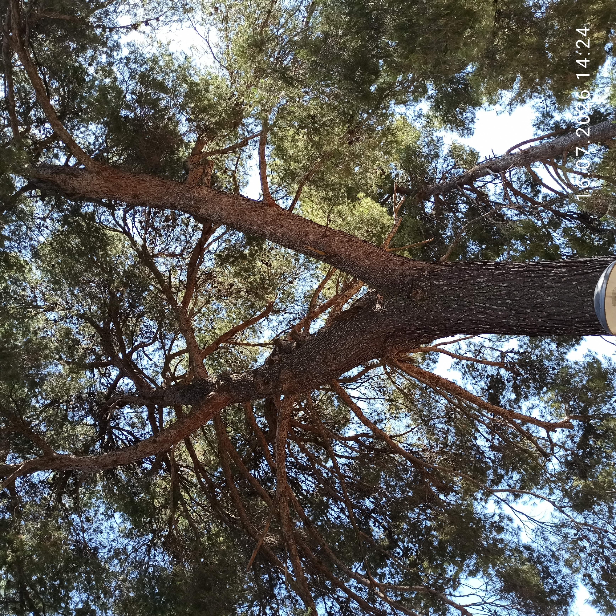 The image shows a low-angle view of a large pine tree with a thick, textured trunk that splits into two main branches. The branches are covered in dense green needles and numerous pinecones. The sky is visible through the branches, and it appears to be a clear day. At the bottom of the image, a portion of a light fixture with a gray metal casing and a white lamp is visible. In the lower right corner of the image, a timestamp reads "16.07.2026 14:24". The scene is outdoors, likely in a park or natural area within the city of Grumo Appula, Italy, given the timestamp's date format and the commonality of pine trees in such regions. No people are visible in the image.