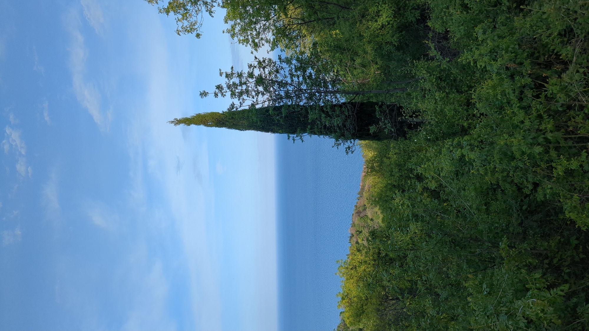 The image depicts a landscape with a cypress tree standing prominently against a backdrop of the sea and sky. The location appears to be a coastal area with lush green vegetation bordering the sea. The sky is blue with scattered clouds. The sea is calm and stretches to the horizon.