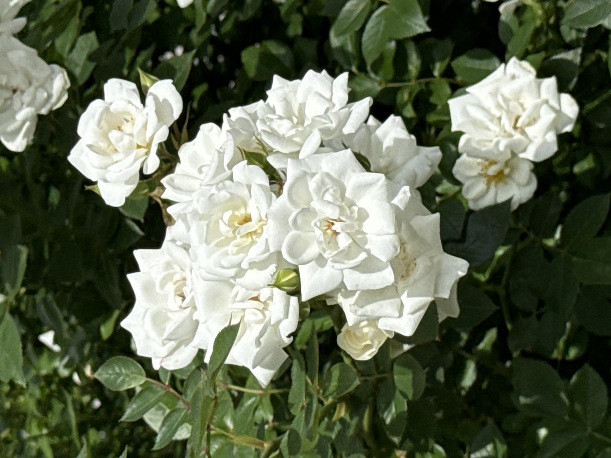 A cluster of white roses with green leaves is shown in a close-up, vertical shot. The roses are in various stages of bloom, with some fully open and others still budding. The petals are delicate and layered, and the centers of the open roses reveal yellow stamens. The leaves are a deep green and glossy, providing a contrast to the white of the flowers. The background is a blur of green foliage, suggesting a natural setting. The lighting appears to be natural sunlight, creating subtle shadows and highlighting the textures of the petals and leaves. The image is sharp and well-focused on the roses.