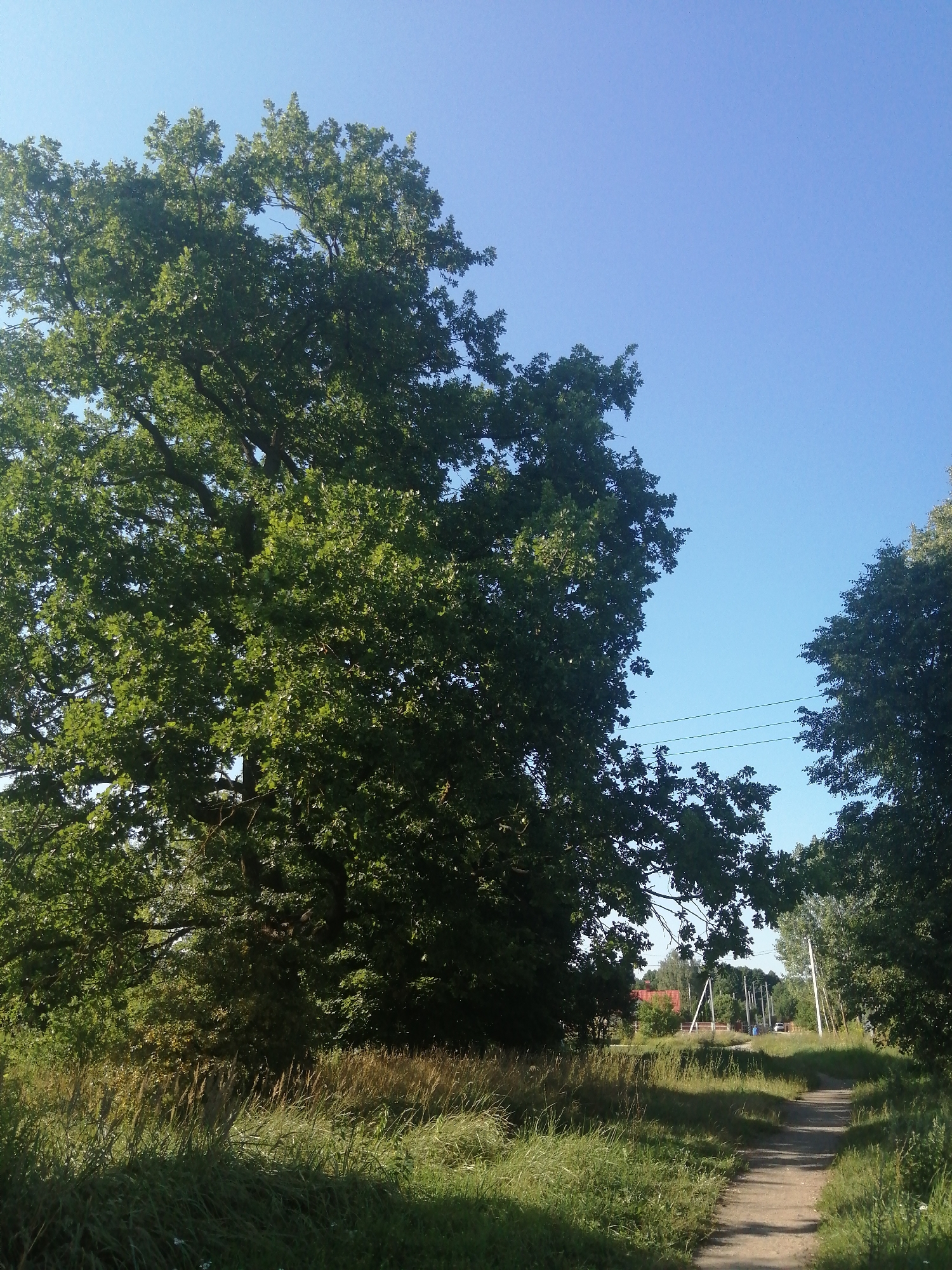 A dirt path curves through tall, dry grass and weeds. On the left, a large, leafy oak tree dominates the frame, its branches reaching towards a clear blue sky. To the right, more trees, some with dark green foliage, frame the path, and further in the distance, a cluster of buildings with red roofs are visible. Power lines stretch across the sky between poles, and a white car is parked near one of the buildings. The scene appears to be in a rural area on a sunny day.
