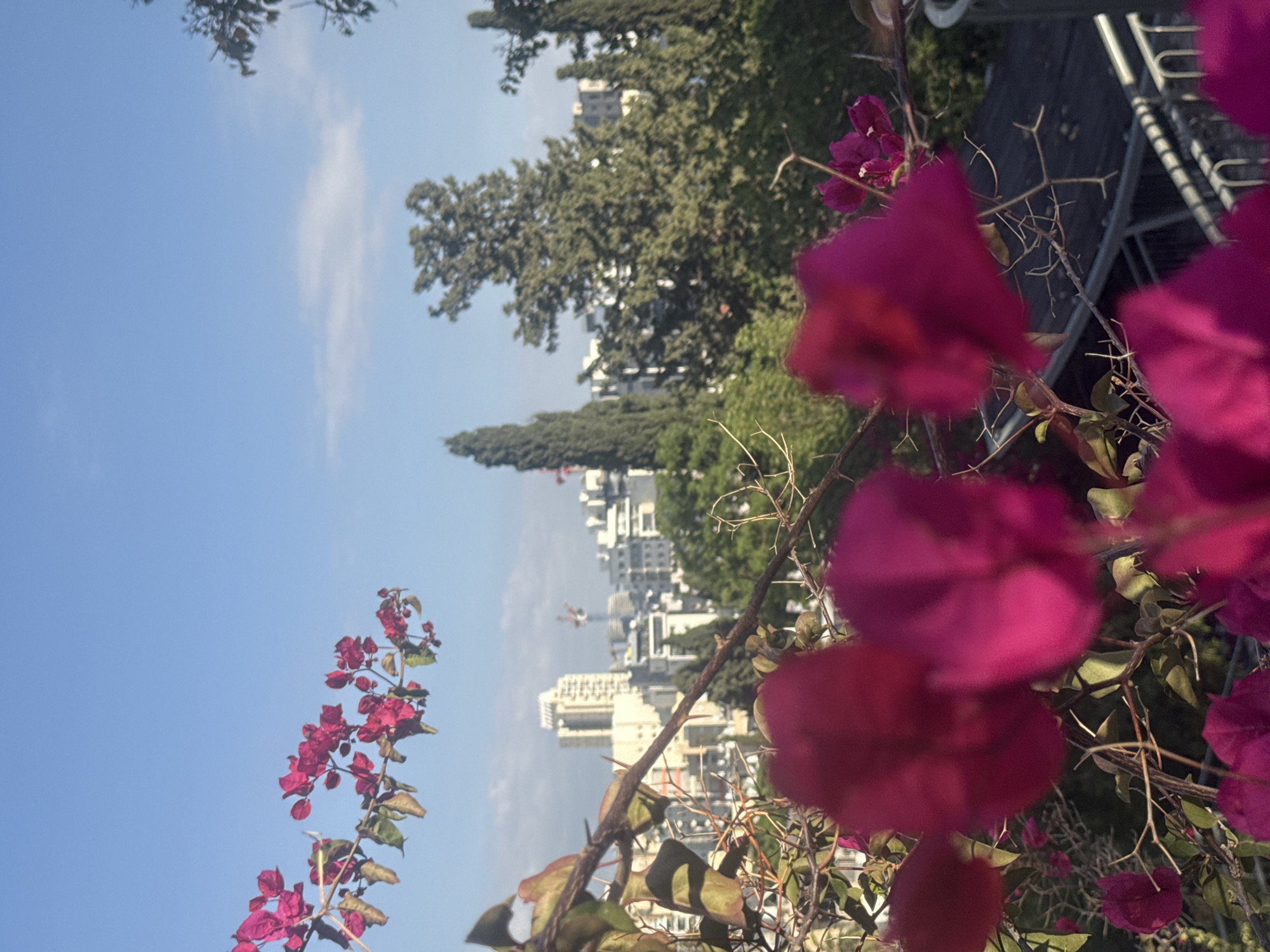 The image shows a cityscape view, possibly Ramat Gan, Israel, seen through pink bougainvillea flowers. The flowers are in the foreground, framing the scene. Behind the flowers, there are green trees and buildings. The sky is blue with some light clouds. A fence or railing is visible on the right side of the image. In the distance, high-rise buildings stand out against the sky. Cranes are also visible in the background. The image is taken from a high vantage point, possibly a balcony or rooftop.