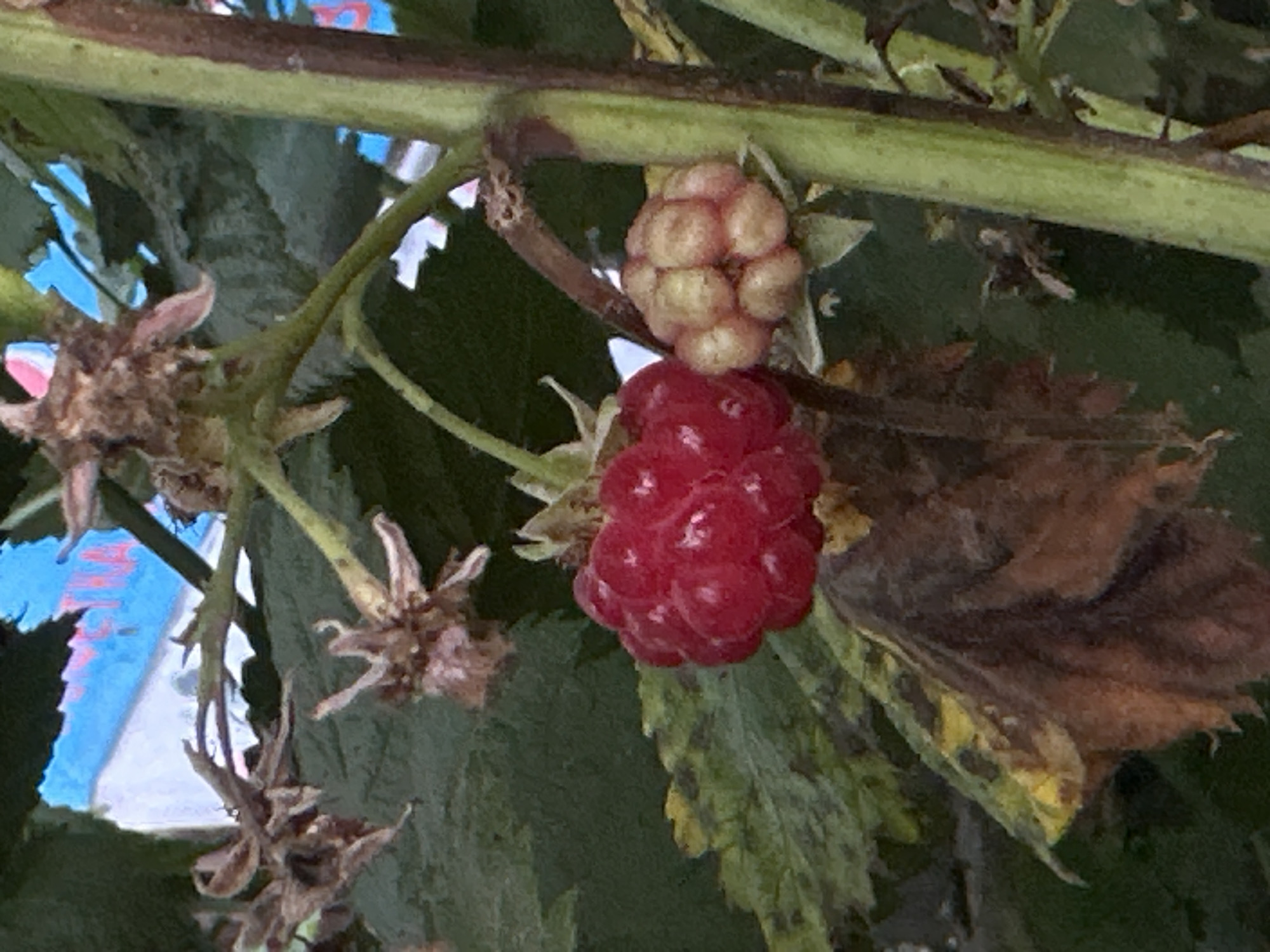 The image shows a close-up of a raspberry plant. Two raspberries are visible, one ripe and red, the other unripe and pale pink. Several dried, brown flower remnants are also present on the branches. The background consists of green foliage and a blurry, brightly colored object with blue and white sections, possibly a sign or a piece of fabric. The raspberry plant is growing outdoors, with a thick, green stem. The image does not provide any information about the city of Biysk, Russia, or any people or actions.