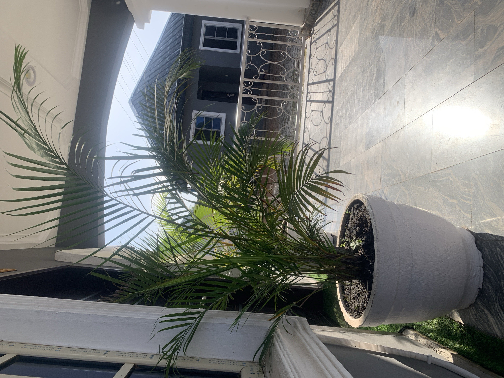 The image depicts a sunlit outdoor scene, likely a porch or patio, featuring a potted palm plant in the foreground. The plant is substantial, with broad green fronds reaching upwards and outwards. It is housed in a large, textured, white pot. To the left, a portion of a white architectural element, possibly a pillar or wall, is visible, with a window frame and some green artificial turf.
In the background, a gray house with a dark, pitched roof is visible. The house has white-framed windows and a decorative white metal railing extends across the front of the property. The ground is paved with large, glossy tiles that reflect the sunlight. The overall impression is one of a residential exterior in a warm climate. The location is stated to be Gura Top, Nigeria. No people are present in the image.