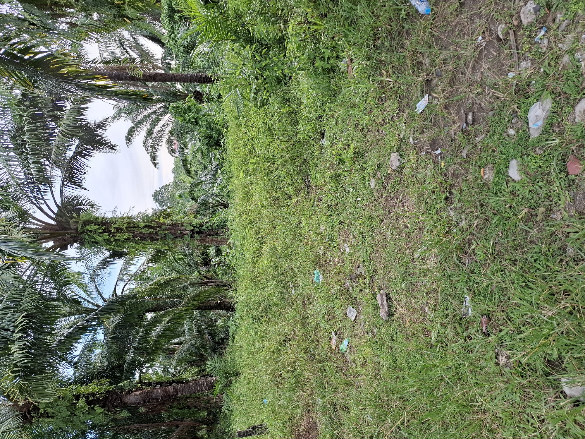 The image depicts a grassy area with palm trees along one side. The ground is covered in a mix of green grass and bare earth patches, with scattered litter including plastic bottles and wrappers. The palm trees are tall and have dense green fronds. The sky is visible between the trees, suggesting a partially cloudy day. The location is likely in Lhokseumawe, Indonesia, based on the prompt's information.