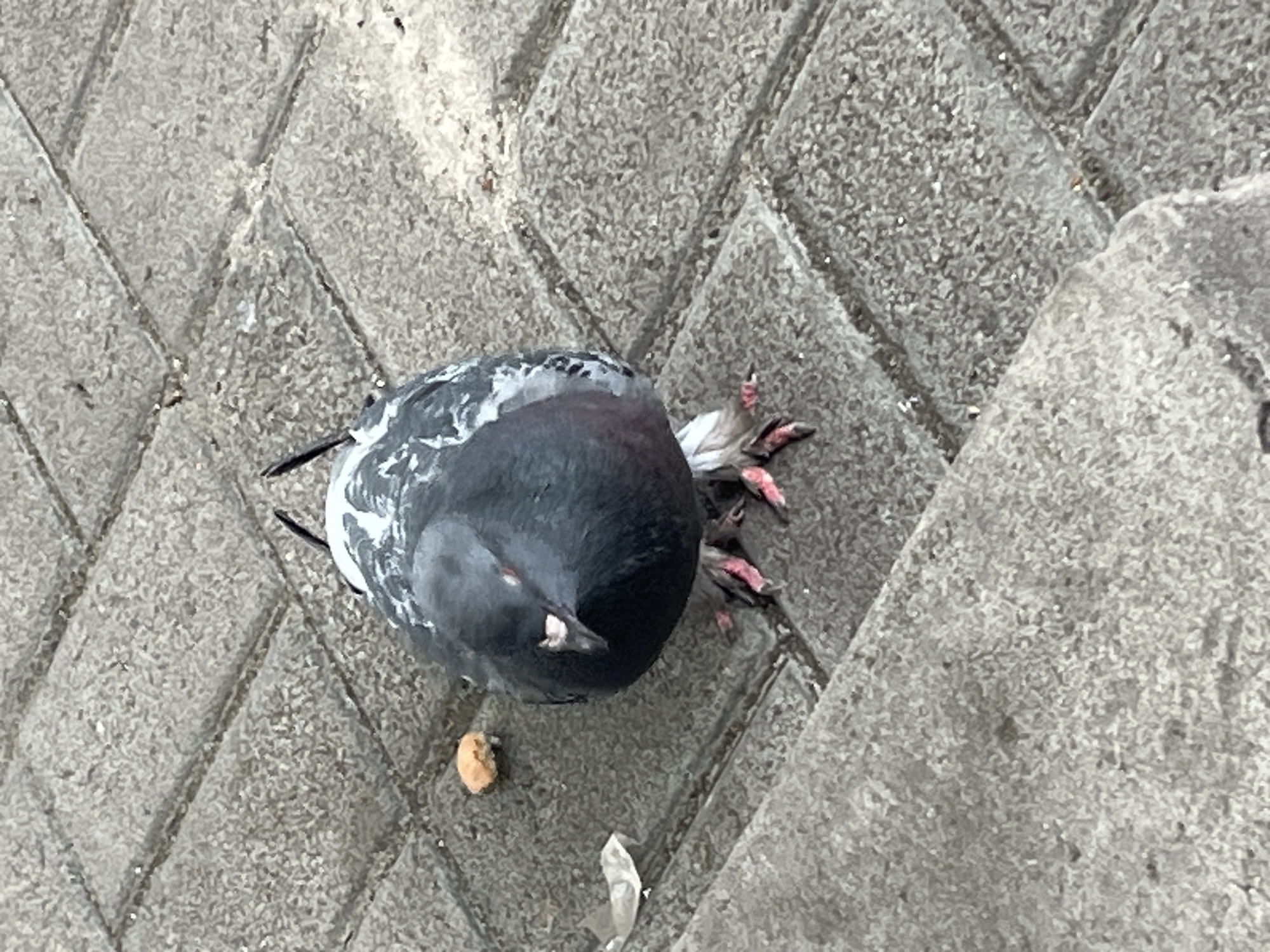 A pigeon stands on a grey paved surface, likely a sidewalk or public square, in Dnipro, Ukraine. The pigeon is facing the camera and appears to be looking down. It has dark grey and white feathers, with bright pink feet. A small piece of bread is visible to the left of the pigeon. The ground is made of rectangular paving stones with visible seams. The lighting suggests it is daytime, with some shadows present.