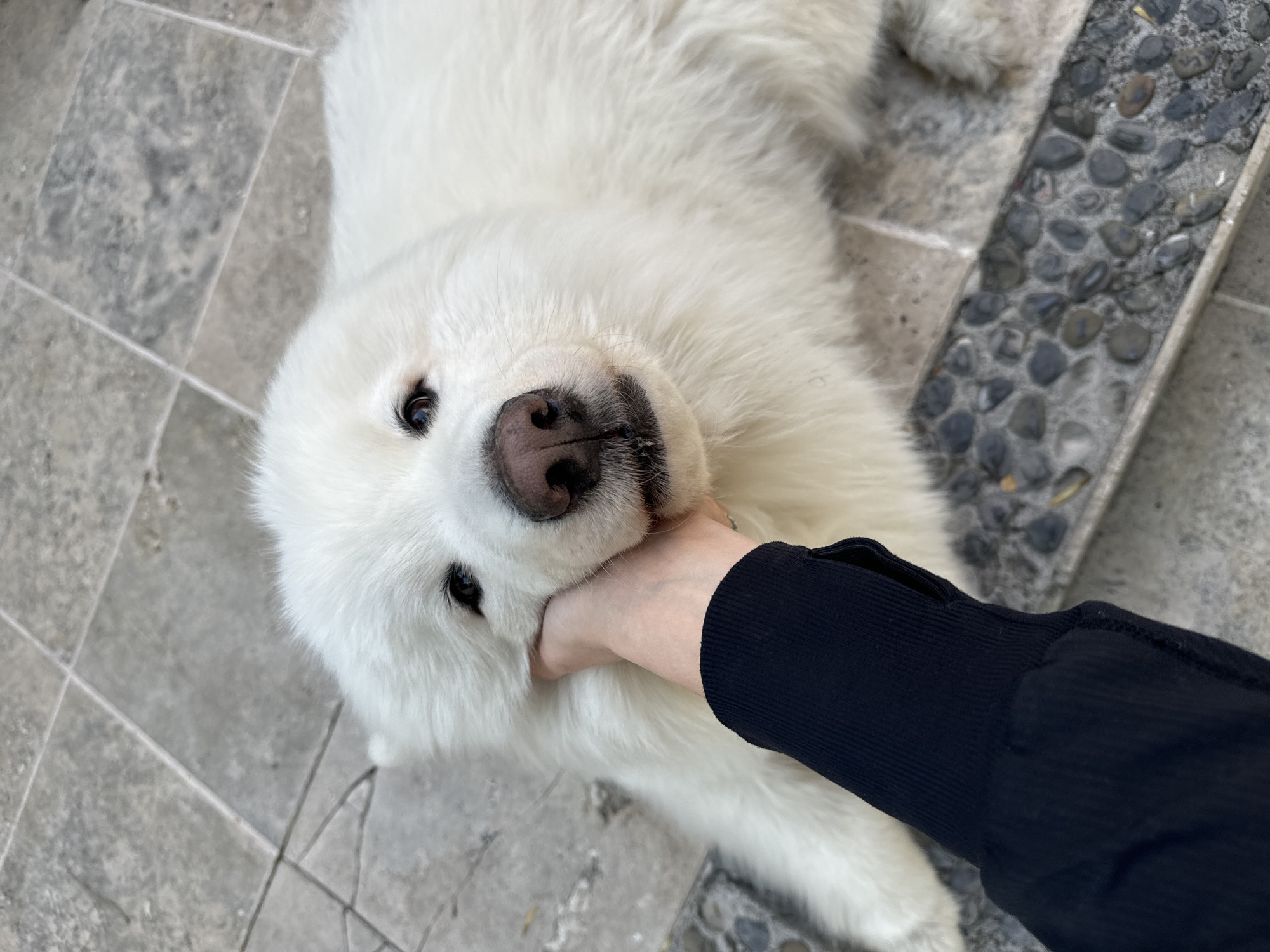 A high-angle photograph captures a close-up interaction between a human and a dog in an outdoor or semi-outdoor tiled and pebbled area in the city of Unknown, Unknown. A large, white, long-haired dog, consistent with a Samoyed breed, is positioned lying down, facing directly upwards towards the camera. The dog exhibits dark eyes and a dark pinkish-brown nose, with a slightly open mouth revealing a hint of its lower teeth/gums. A human's right arm, covered by a dark, long-sleeved ribbed garment, extends into the frame from the lower left. The human hand, displaying a silver ring on the ring finger, is gently cupping and applying pressure to the dog's left cheek and jaw area. The environment consists of light gray rectangular floor tiles with visible grout lines, and a linear section of dark, smooth, rounded pebbles set into concrete is visible in the lower right portion of the frame.