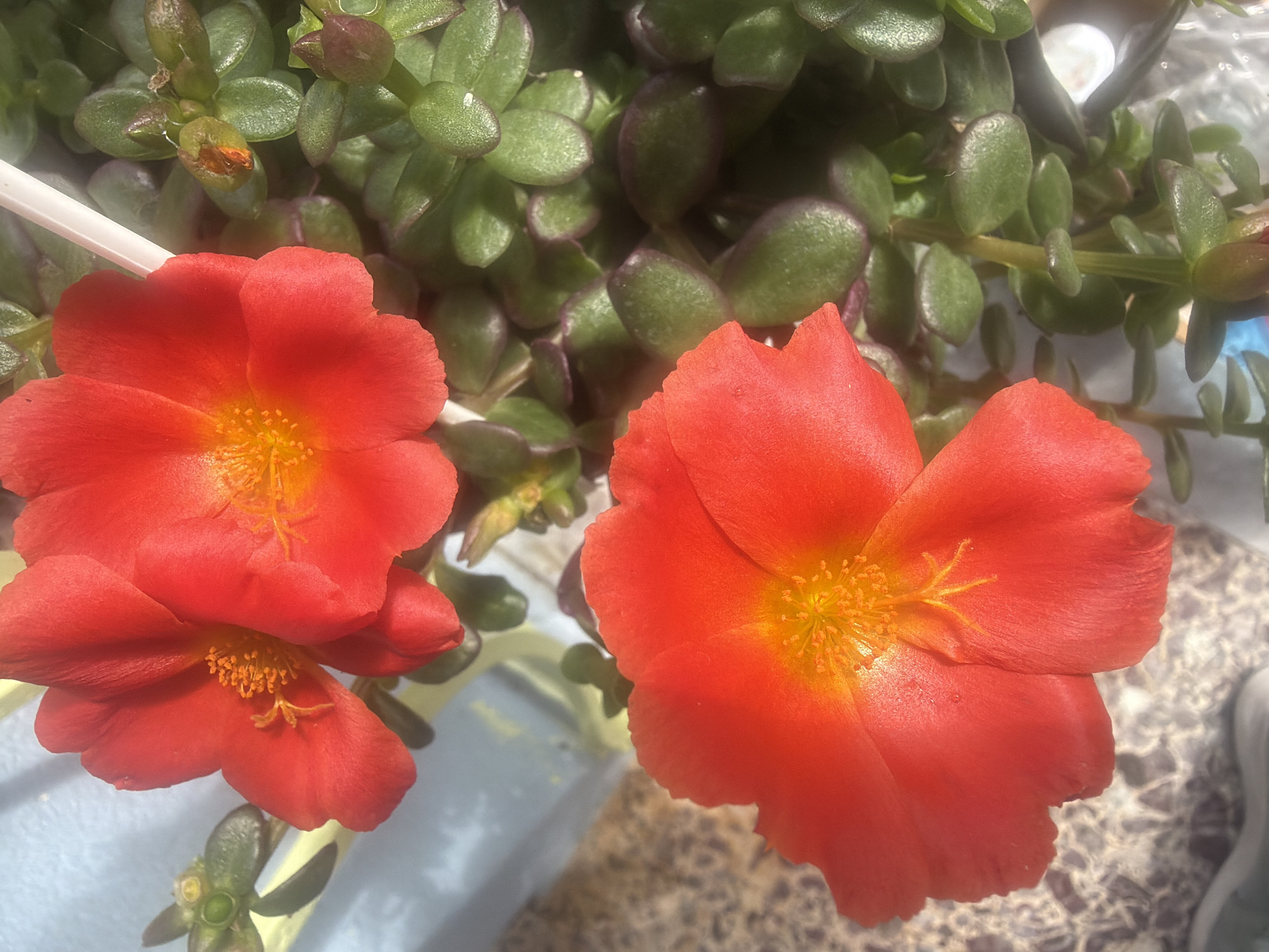 The image shows a close-up of several bright orange-red flowers with yellow centers, likely Portulaca grandiflora, commonly known as moss rose or purslane. These flowers are in a pot, with lush green succulent leaves also visible. The plant appears to be outdoors, possibly in a garden or on a balcony, given the dappled sunlight and the texture of the surface beneath the pot, which resembles weathered stone or a patterned tile. The background is blurred, showing a light blue wall or surface. There are no people or identifiable landmarks that would place this scene specifically in Mandra, Greece. The overall impression is one of a vibrant, healthy potted plant basking in sunlight.