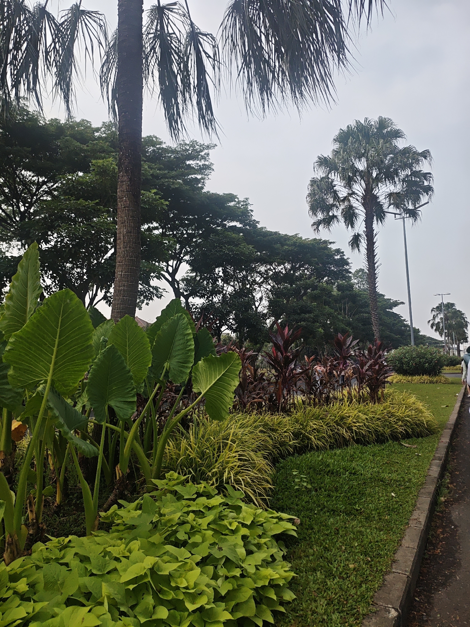 The image depicts a lush green landscape in Bacin, Indonesia. In the foreground, large, vibrant green elephant ear plants dominate the left side, with their broad leaves creating a dense foliage. Behind them, a variety of other plants, including some with deep red leaves and feathery yellow grasses, form a layered garden bed. A tall palm tree with a rough, segmented trunk stands prominently in the mid-ground. In the background, more trees, including other palm trees, line a road. A streetlamp is visible next to the central palm tree, and a person is walking along the paved path on the right side of the image. The sky is overcast, suggesting a cloudy day. The scene appears to be a well-maintained public space, possibly a park or a roadside garden area.