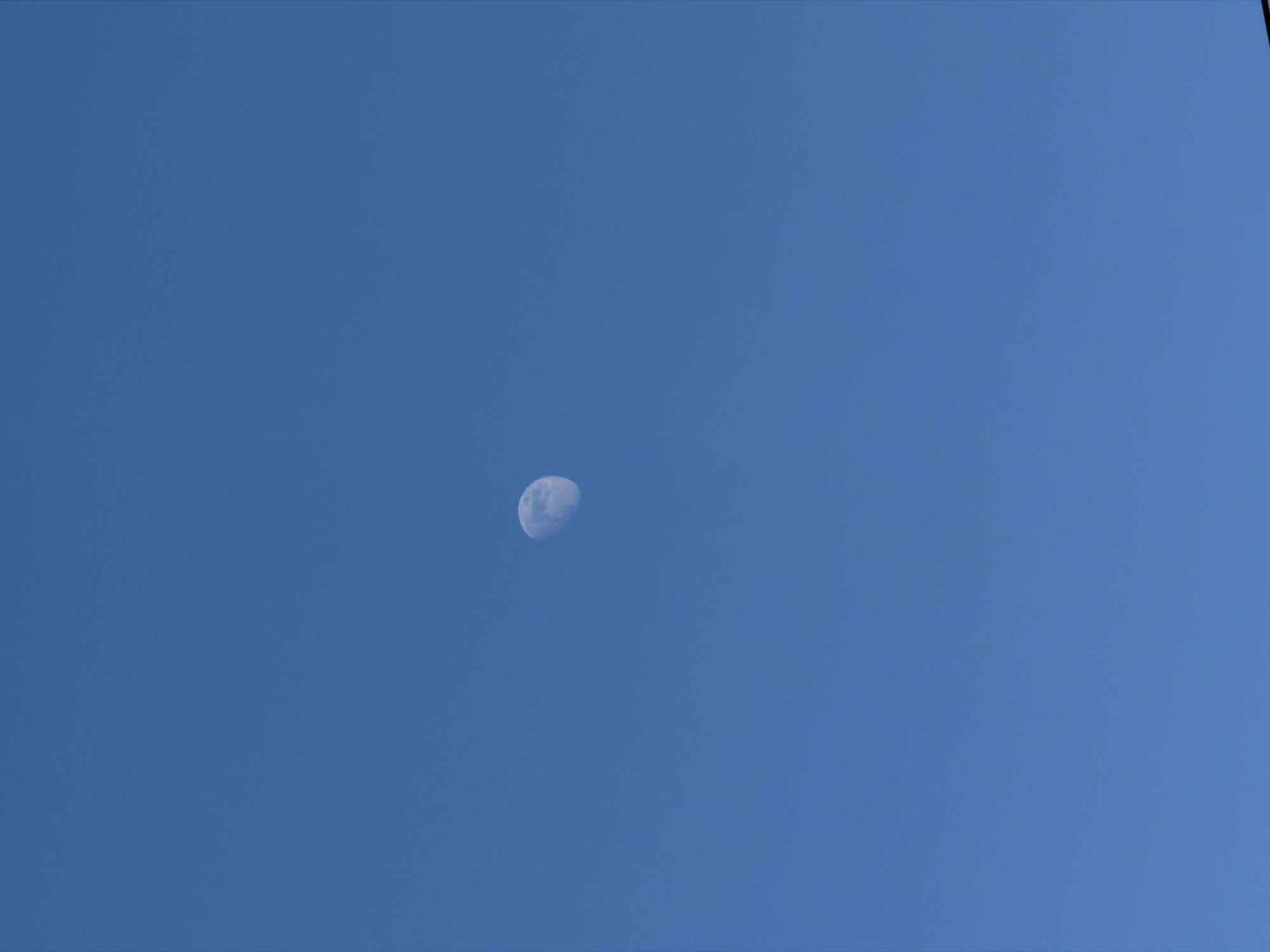 This image, originating from Saint Petersburg, Russia, presents a clear, unobstructed view of a daytime sky. The sky is uniformly a deep blue, devoid of any clouds or atmospheric haze. A distinct, crescent-shaped moon is visible, positioned in the upper-left portion of the frame. The moon exhibits a pale grey coloration, with discernible topographical variations on its illuminated surface, indicative of lunar maria and craters. The illumination suggests a waxing or waning crescent phase. No terrestrial objects, human figures, animals, or actions are depicted, nor are there any interactions evident within the scene. The environment is limited solely to the sky and the moon.