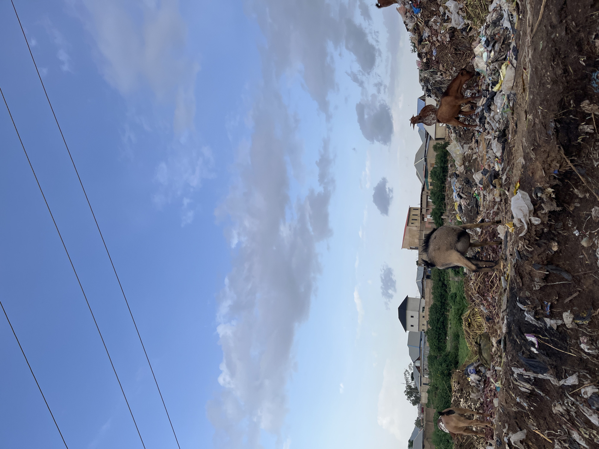 The image depicts a landfill in the city of Rafin Par, Nigeria, under a partially cloudy blue sky. Several goats are present, foraging amongst the accumulated waste. In the background, residential buildings and greenery can be seen, suggesting the landfill is situated on the outskirts of a populated area. The foreground is dominated by a mound of refuse, composed of various types of trash, including plastic bags, food scraps, and other debris. The overall scene is one of environmental degradation, with animals interacting with human-generated waste.