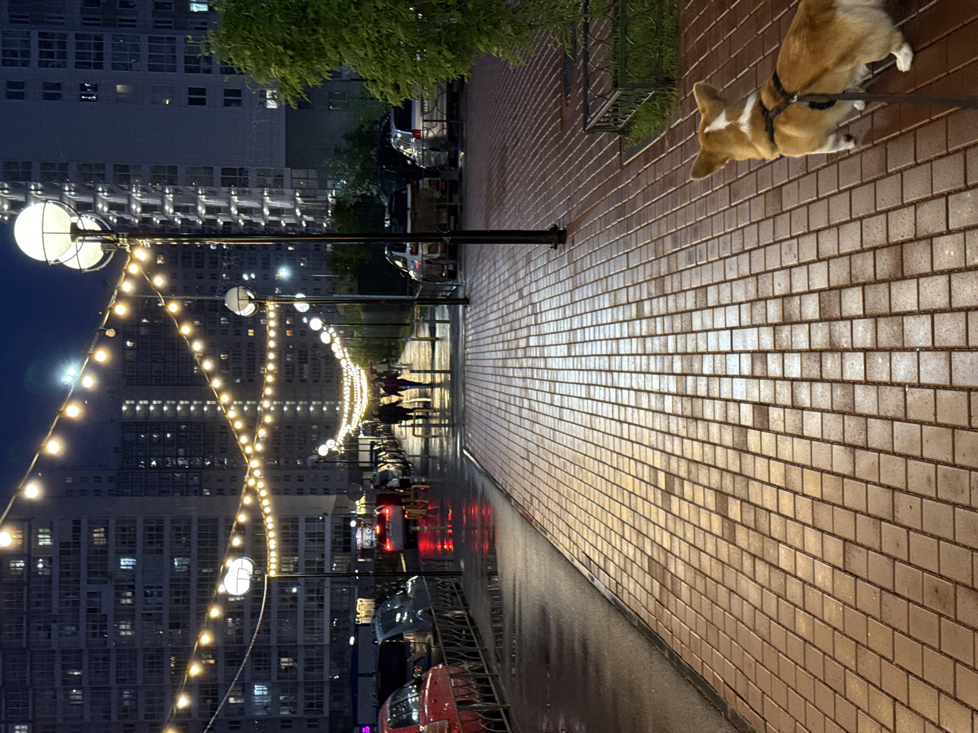 The image captures an evening scene in Krasnoyarsk, Russia, showcasing a street lined with tall, modern apartment buildings illuminated by strings of warm-toned decorative lights. A brick-paved sidewalk runs alongside the street, its surface reflecting the ambient light. A corgi dog, wearing a harness, walks along the sidewalk on a leash. Cars are parked along the street, their tail lights visible. Pedestrians stroll in the distance, further down the illuminated pathway. The overall atmosphere is urban and contemporary, suggesting a well-maintained and lively public space.